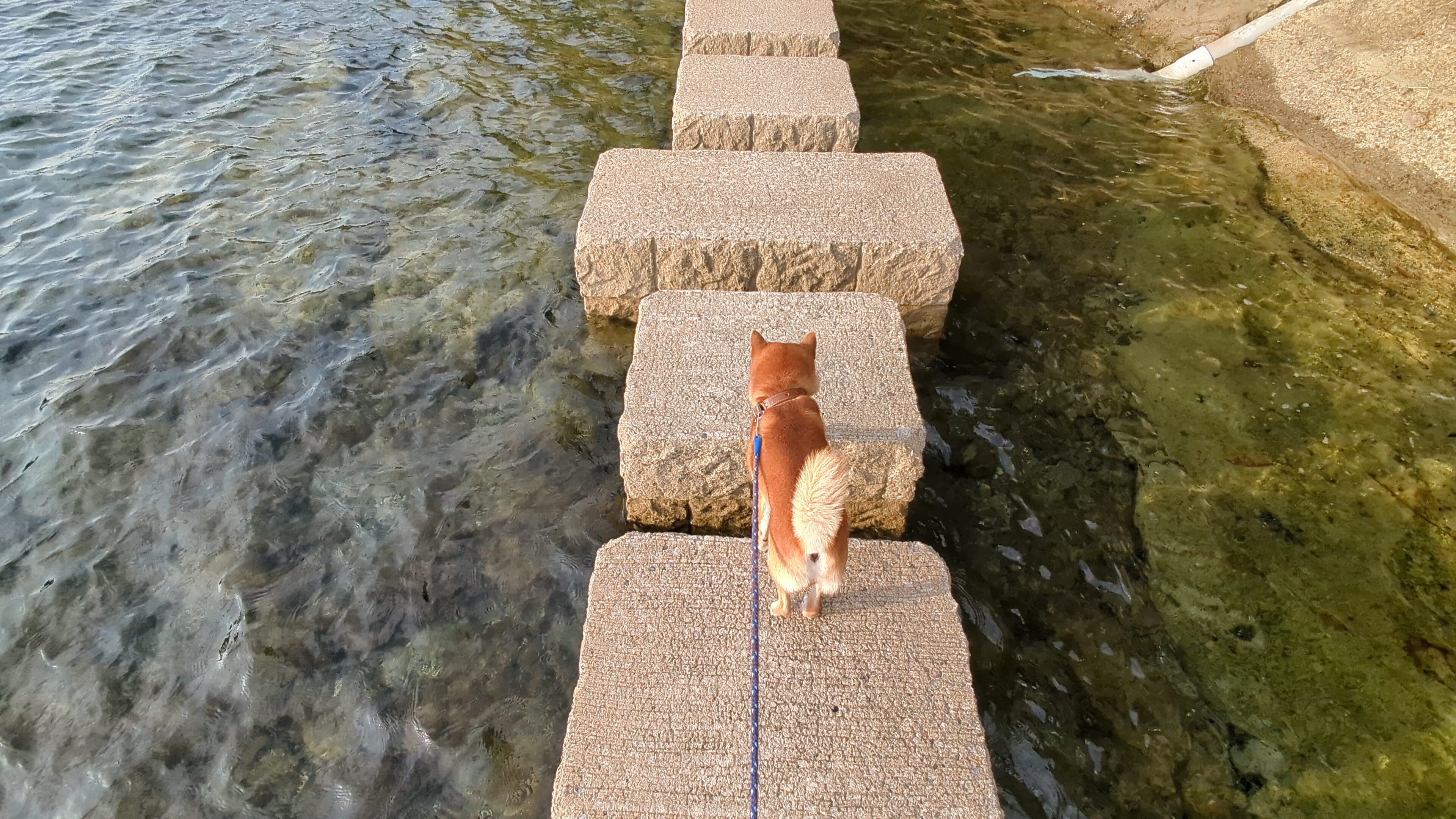 飛び石の1つのブロックの上にちょこんと乗り、次の石へ踏み出すのを迷っている柴犬たろー、2023年10月