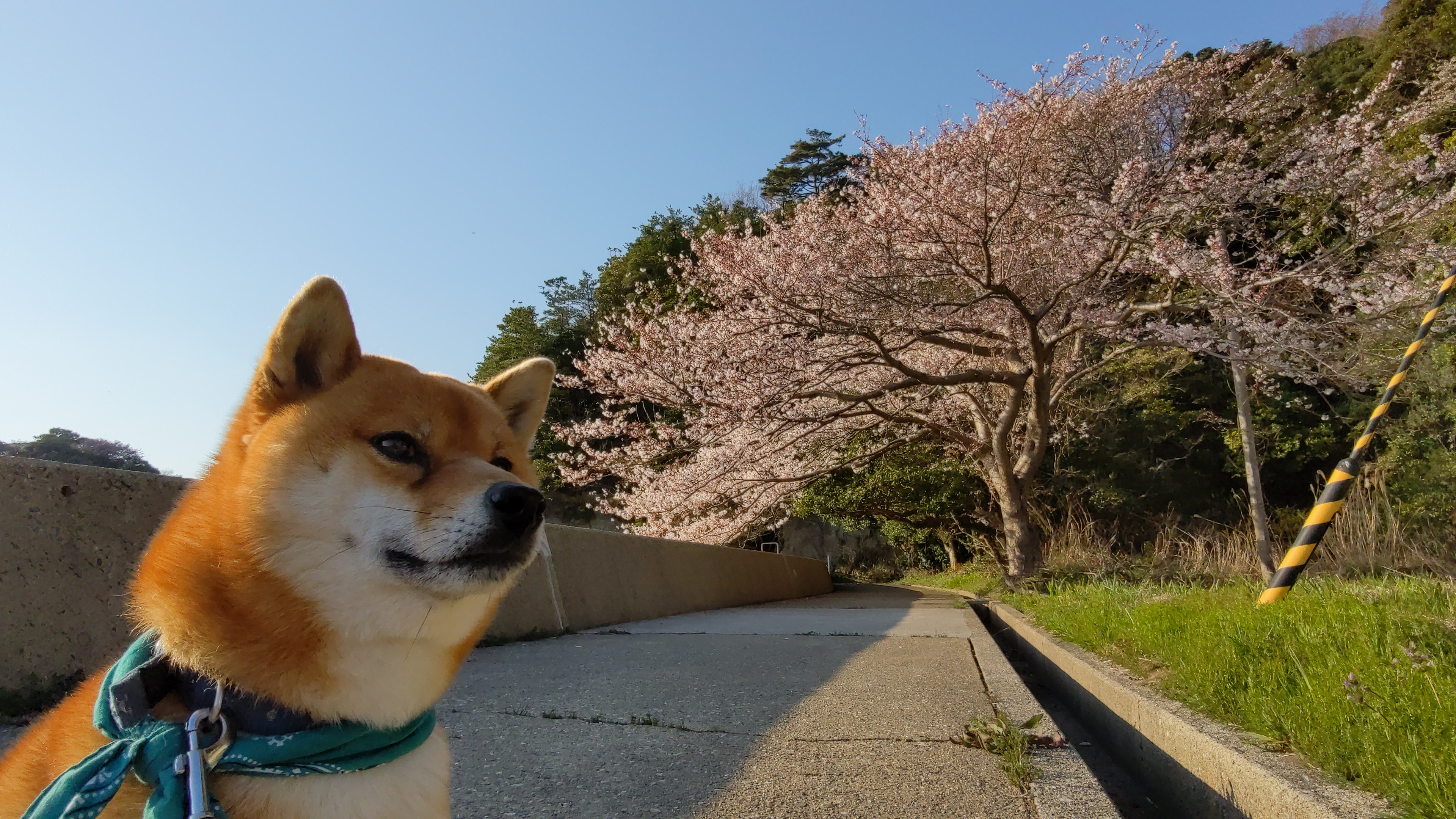 満開の桜並木を背景にした柴犬たろーの顔アップ、2023年4月
