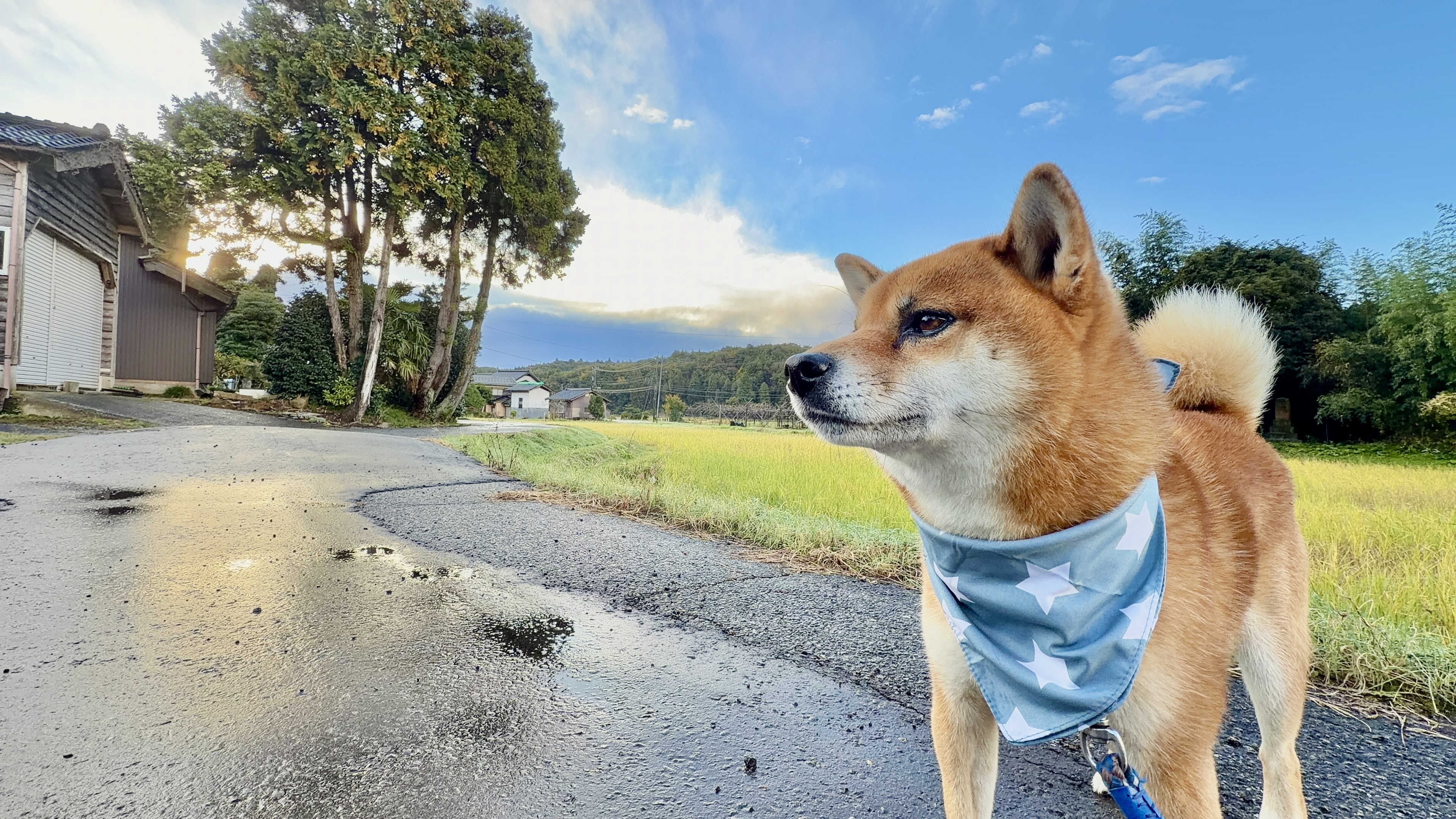 水色の星柄バンダナを巻いた柴犬たろーの横顔アップ、夕方の田んぼ道、2025年11月