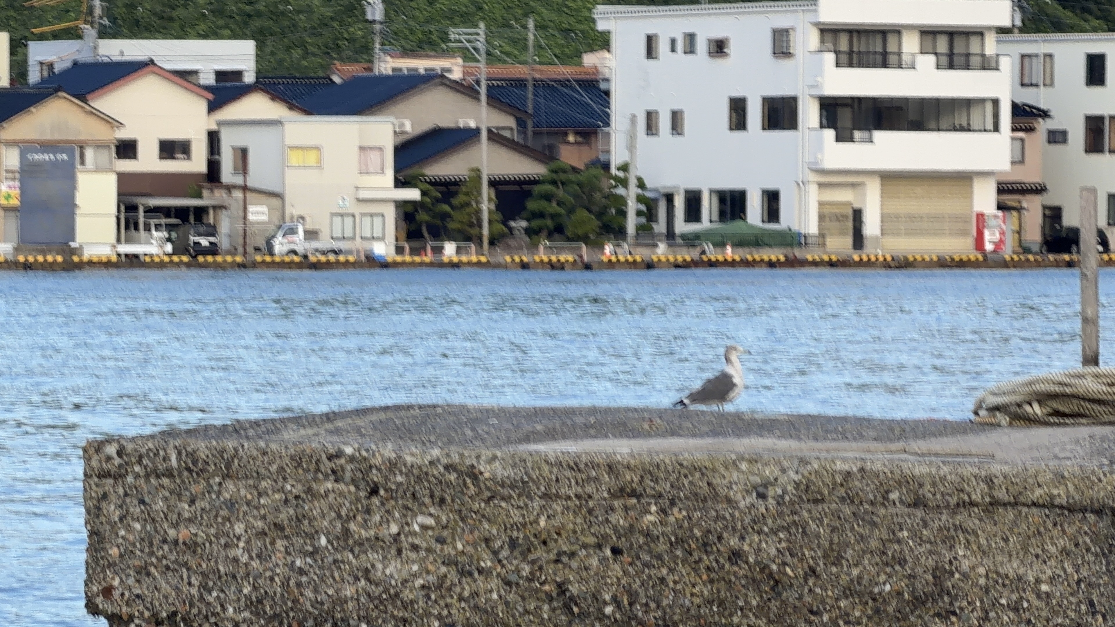対岸の住宅街と、岸壁にとまるカモメ