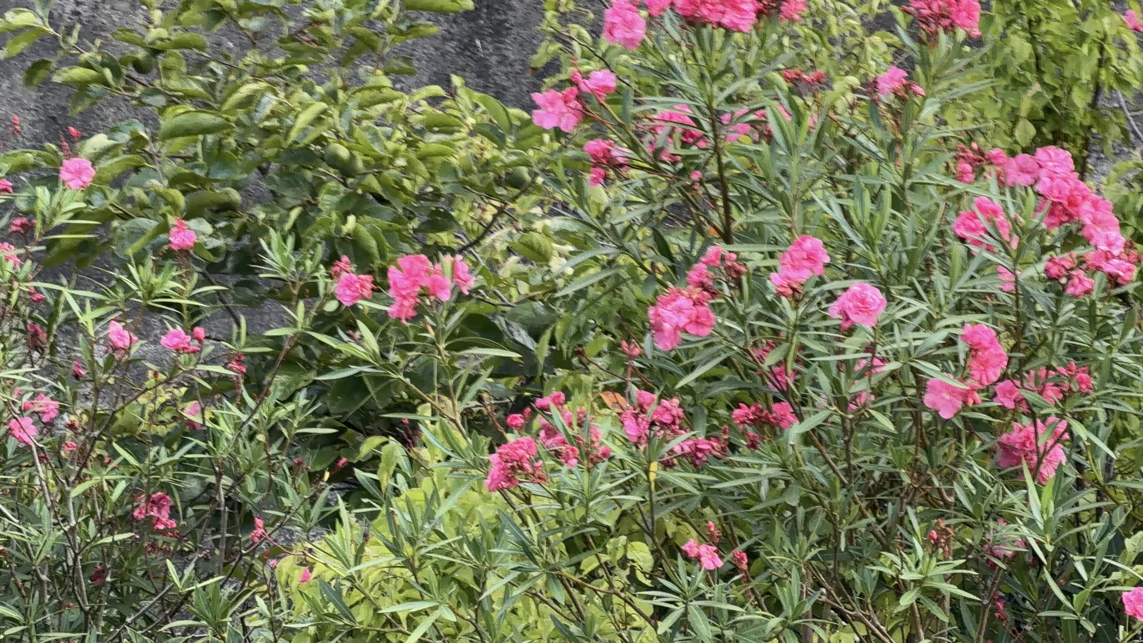 道端に咲く鮮やかなピンクの花