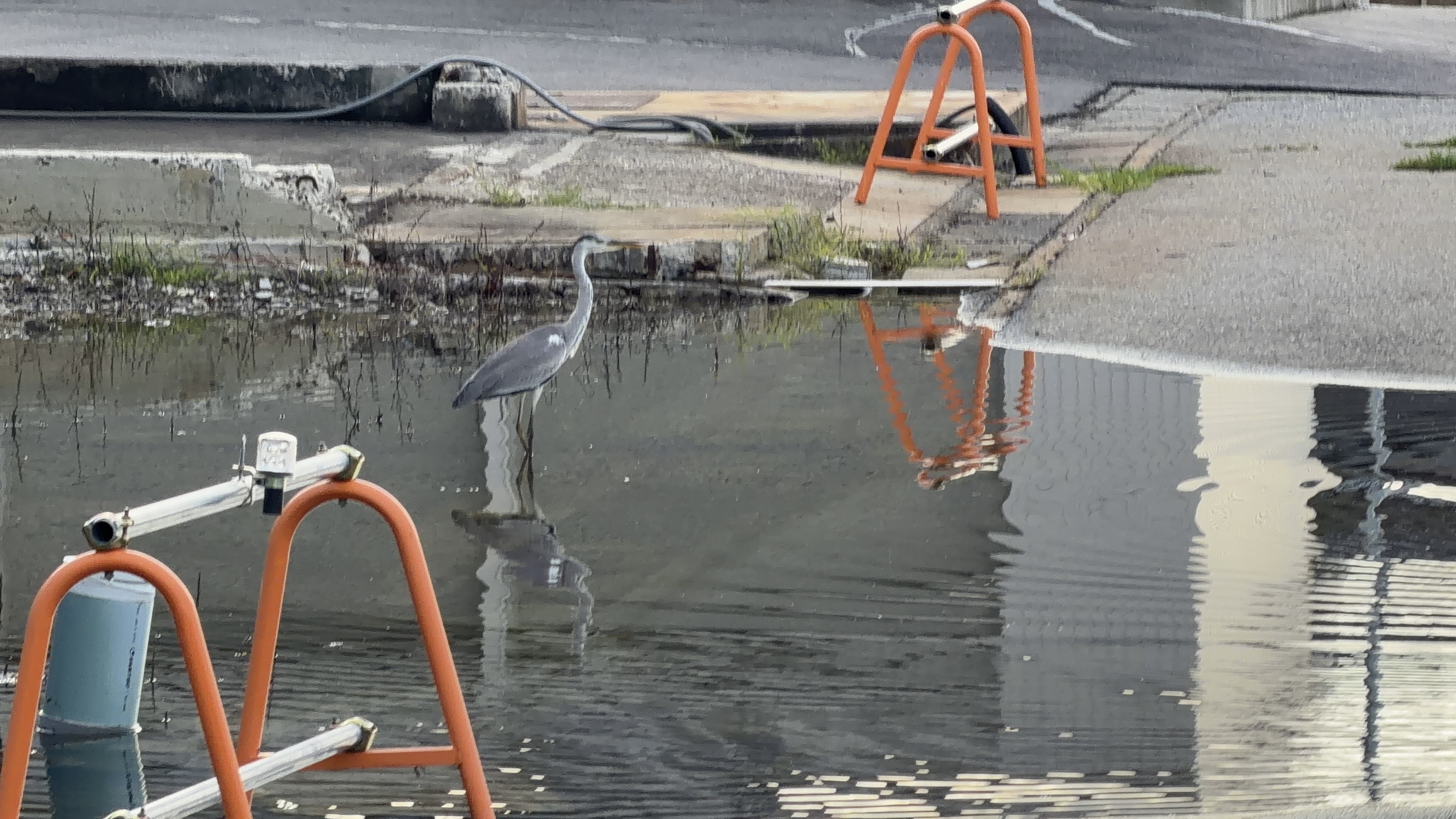 水たまりに立つ灰色のサギ
