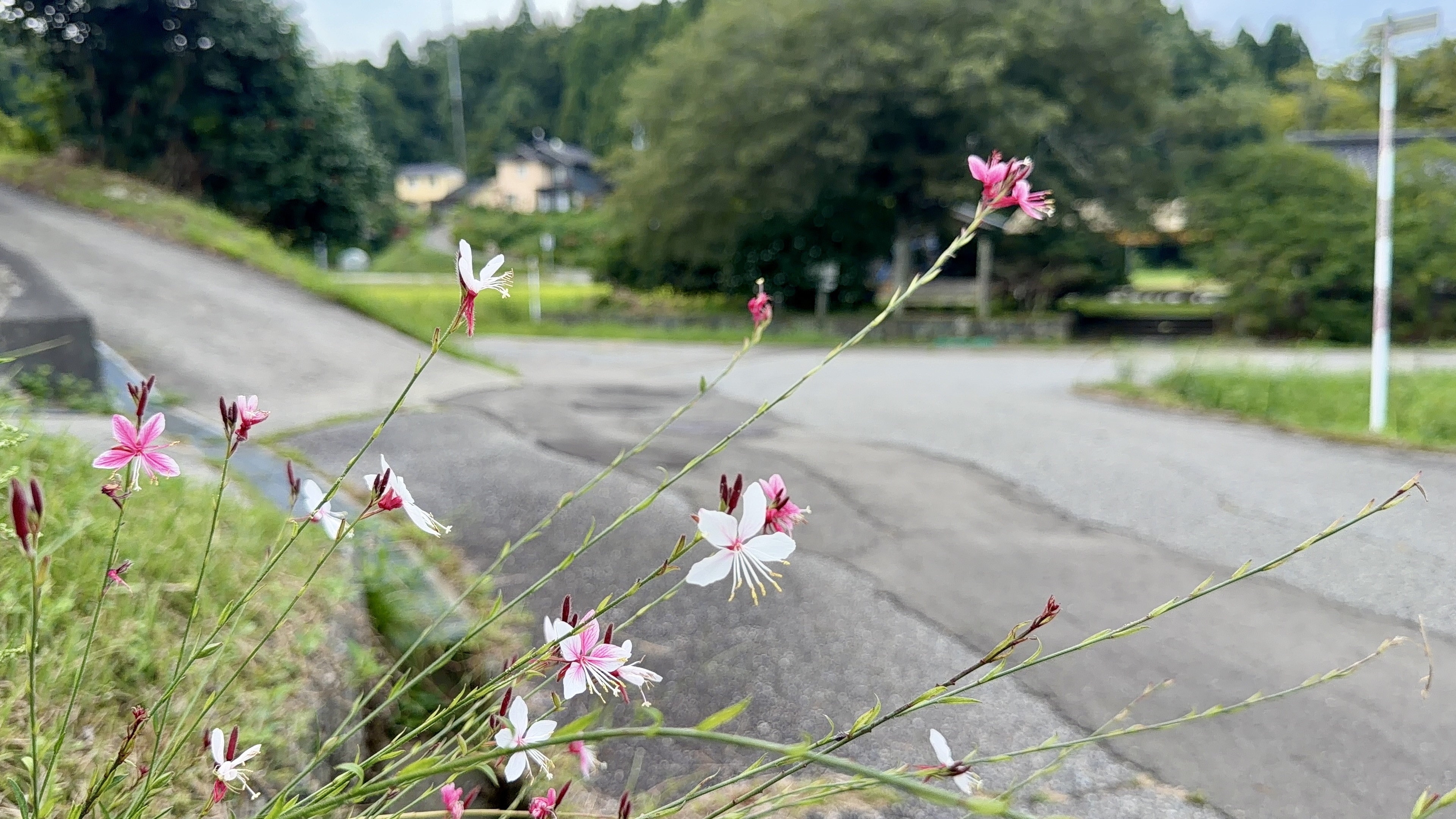 道端に咲く、ピンクと白のガウラの花