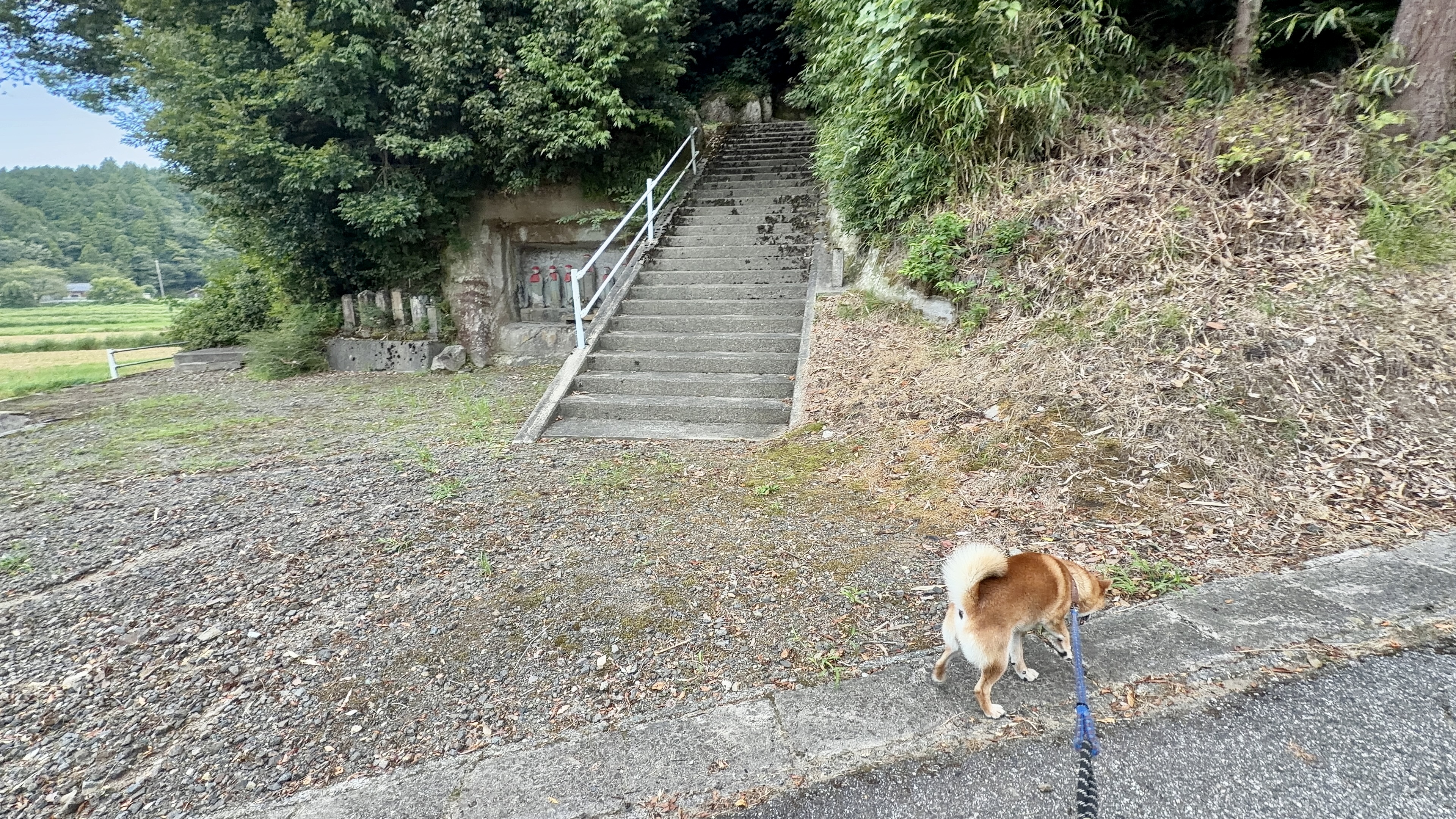 石段の下で振り返る、たろーさん