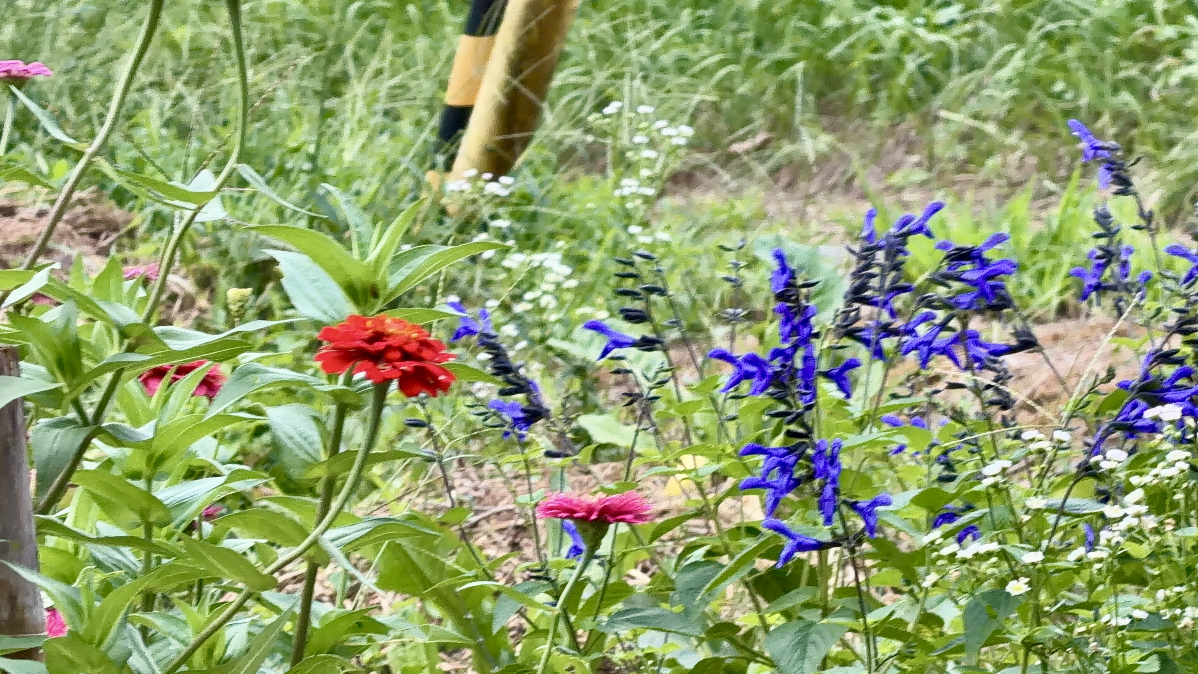 赤と白のジニア、紫のサルビアが咲く色とりどりの花畑