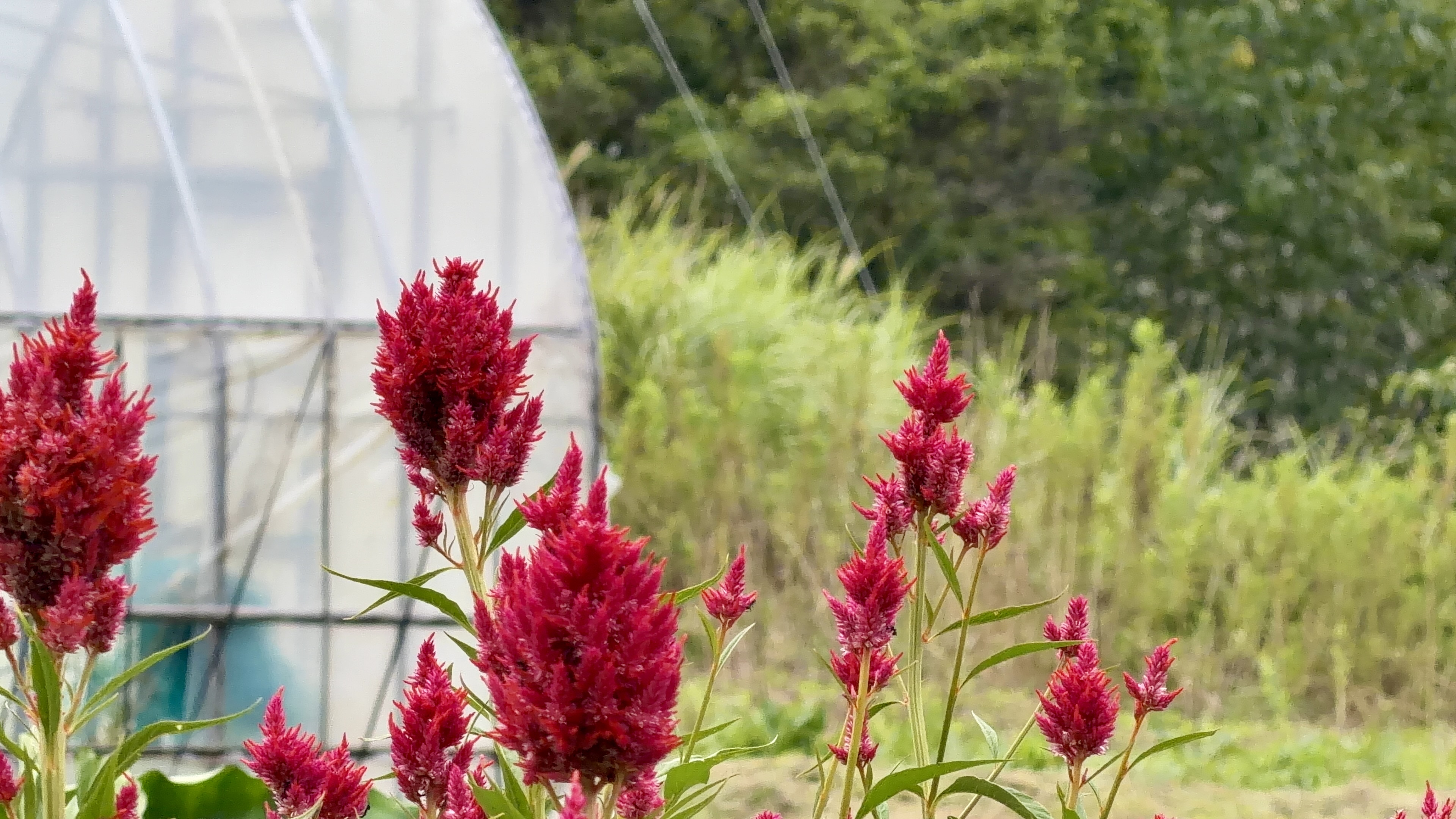 ビニールハウスを背に咲く、鮮やかな赤いケイトウの花