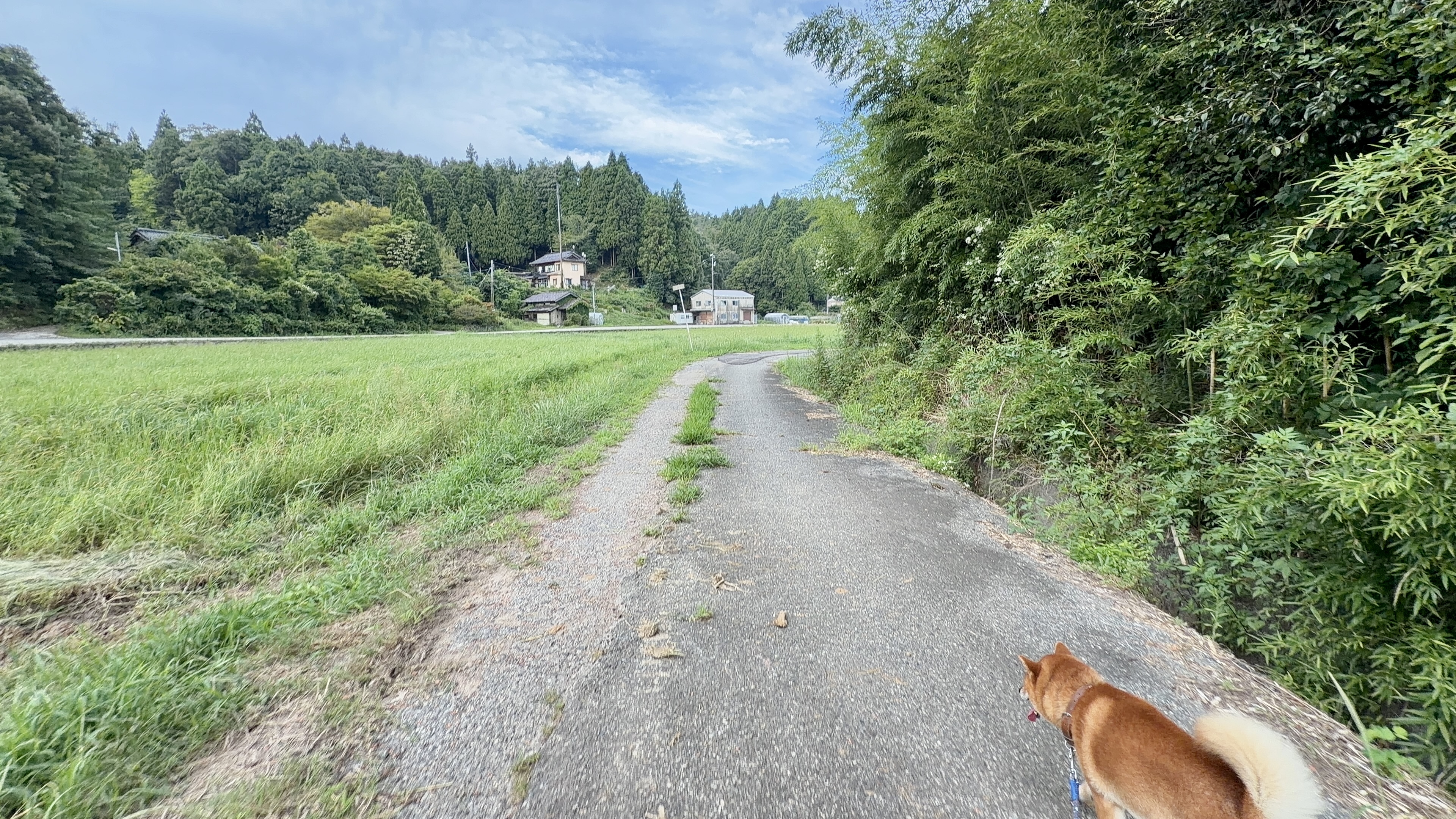 竹林と田んぼの間の小道を歩くたろーさん