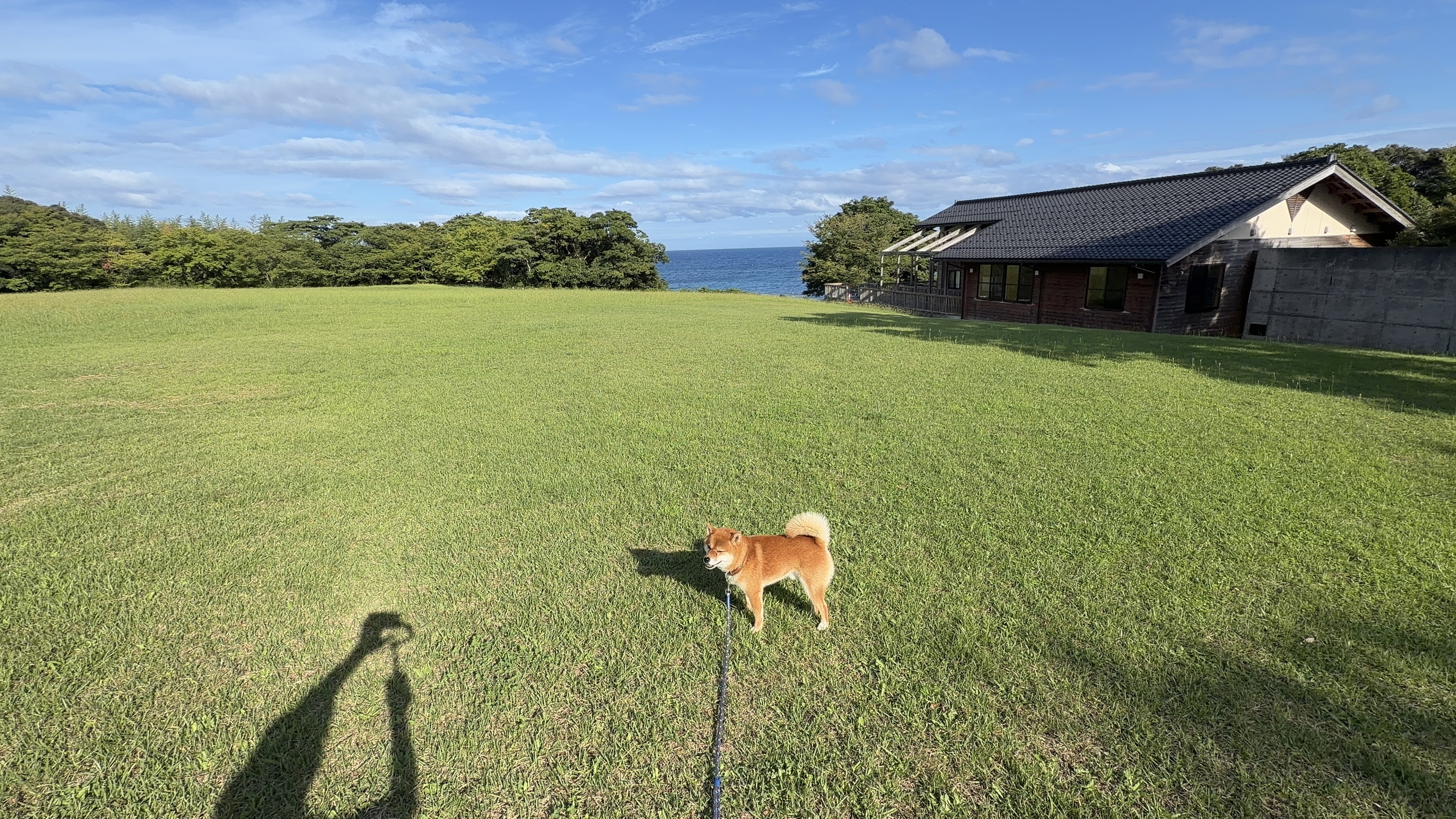 夕方の芝生の上を歩くたろーさん。奥に海とふれあいセンターの建物が見える