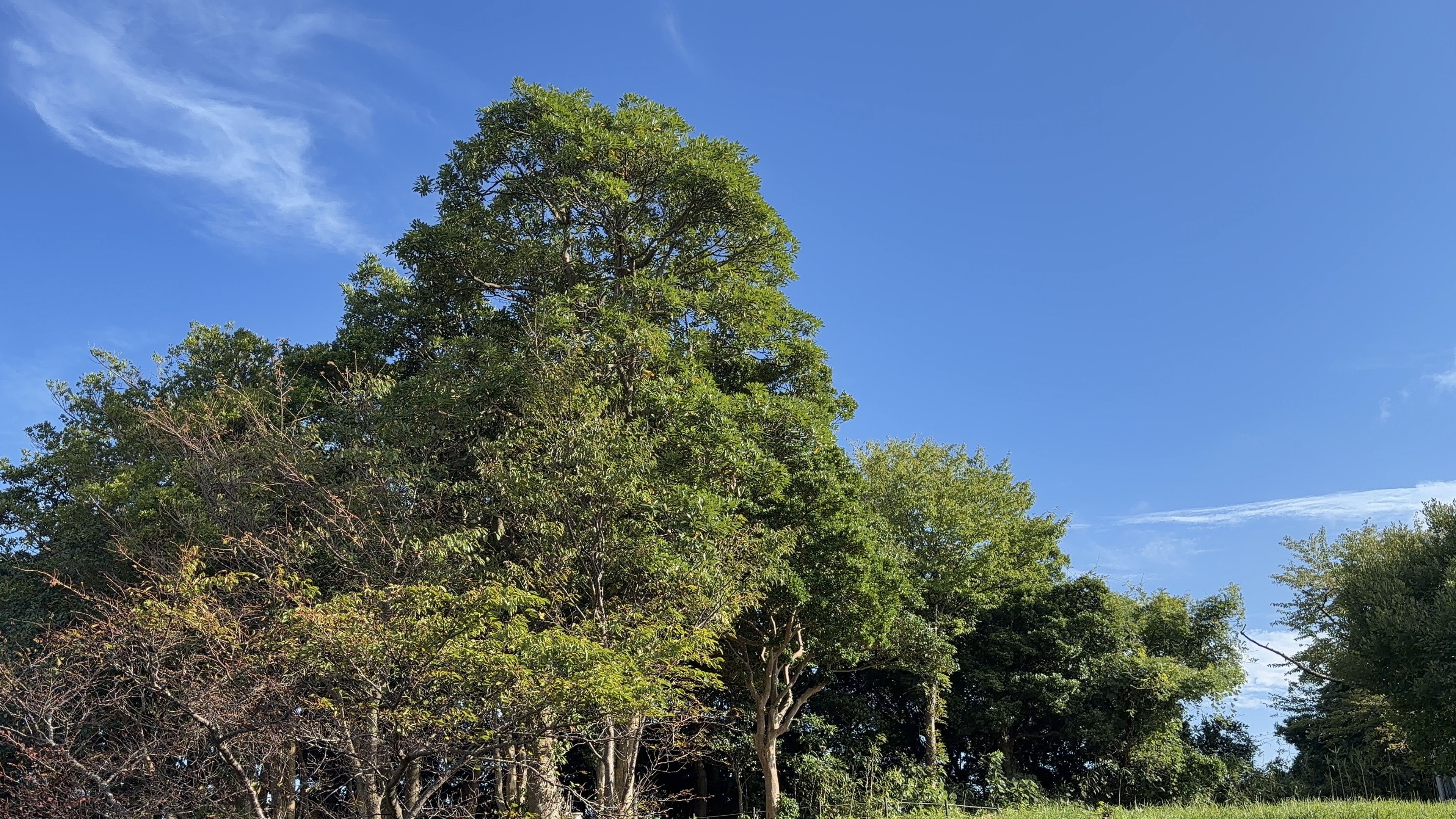 青空にそびえる大きな木の枝ぶりを見上げた一枚