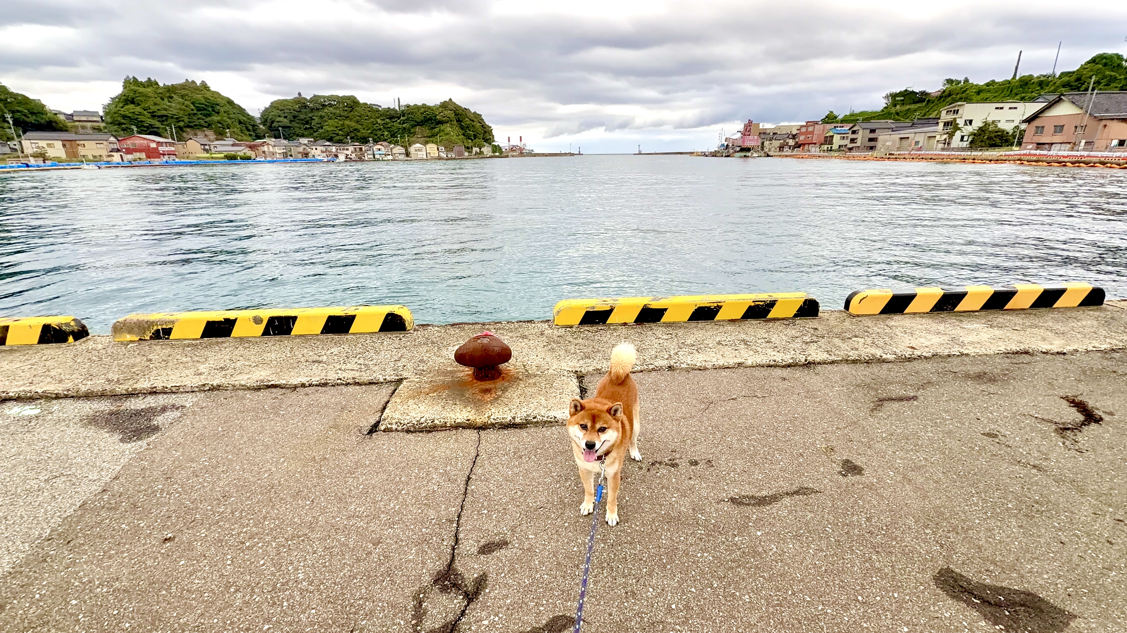 小木港の岸壁に立ち、しっぽを立ててこちらを見るたろーさん。奥には静かな港と対岸の家並み
