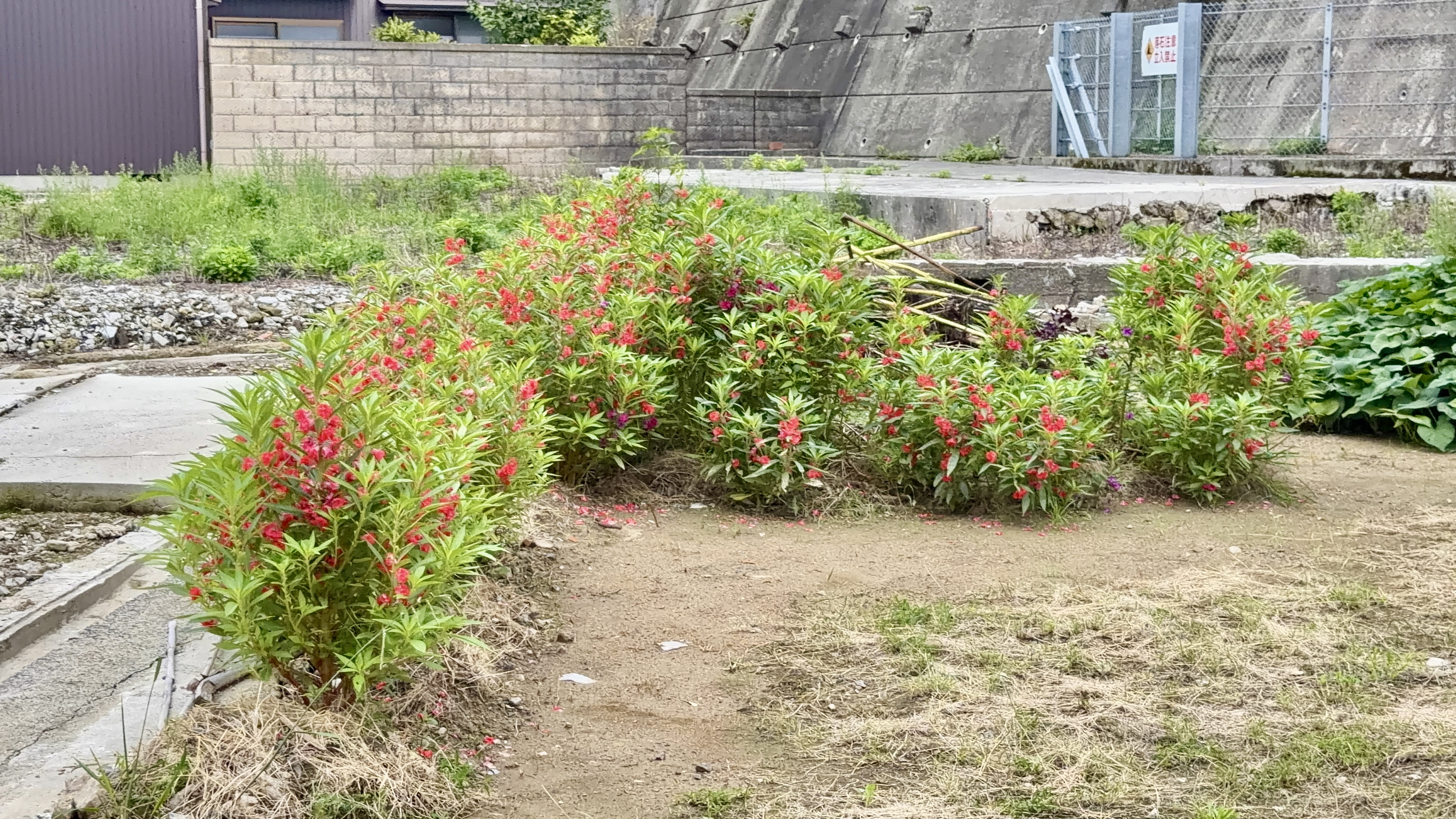 空き地の一角に満開に咲く、赤い花