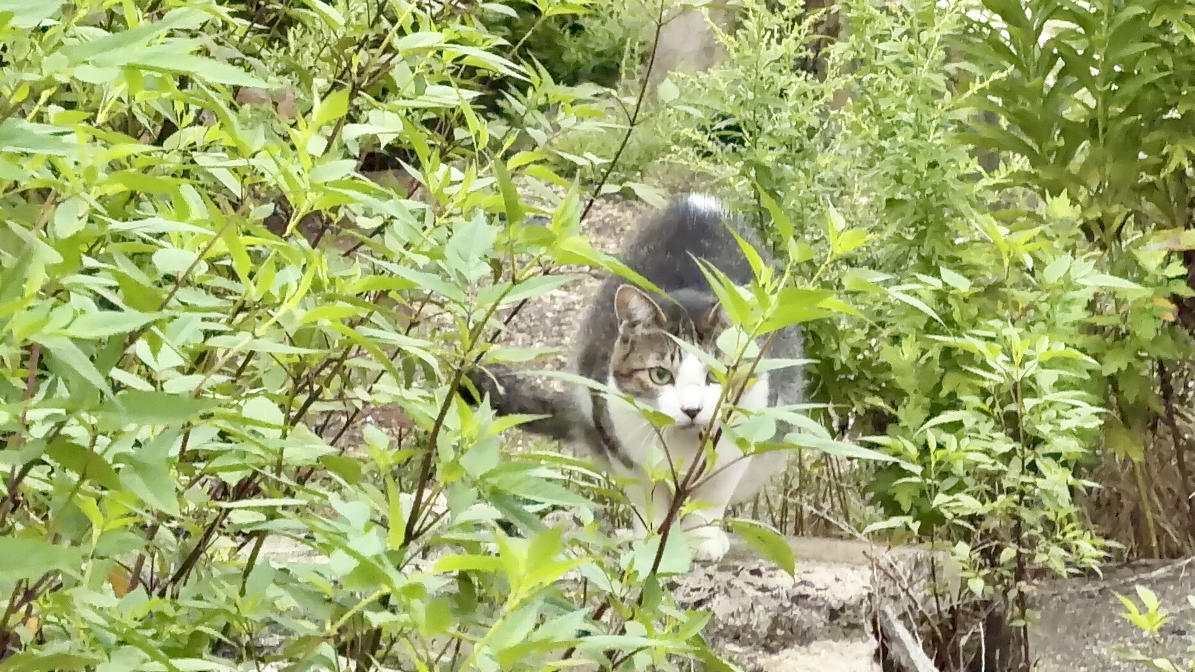 草むらの中からじっとこちらを見る、グレーと白のねこちゃん
