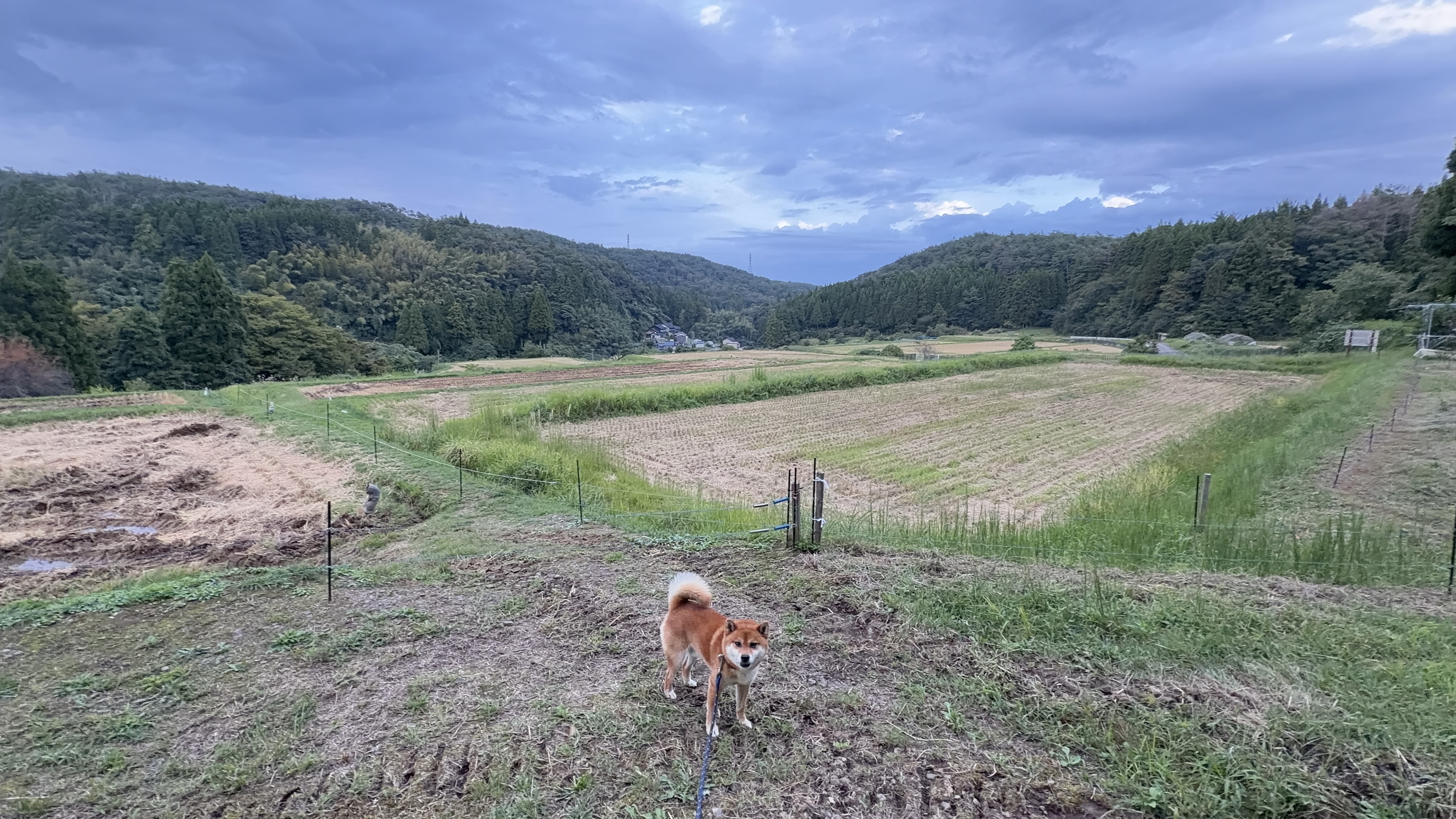 棚田と山あいの集落を背に、こちらを振り返るたろーさん。夕方の柔らかい光の中、しっぽを立てて見つめている
