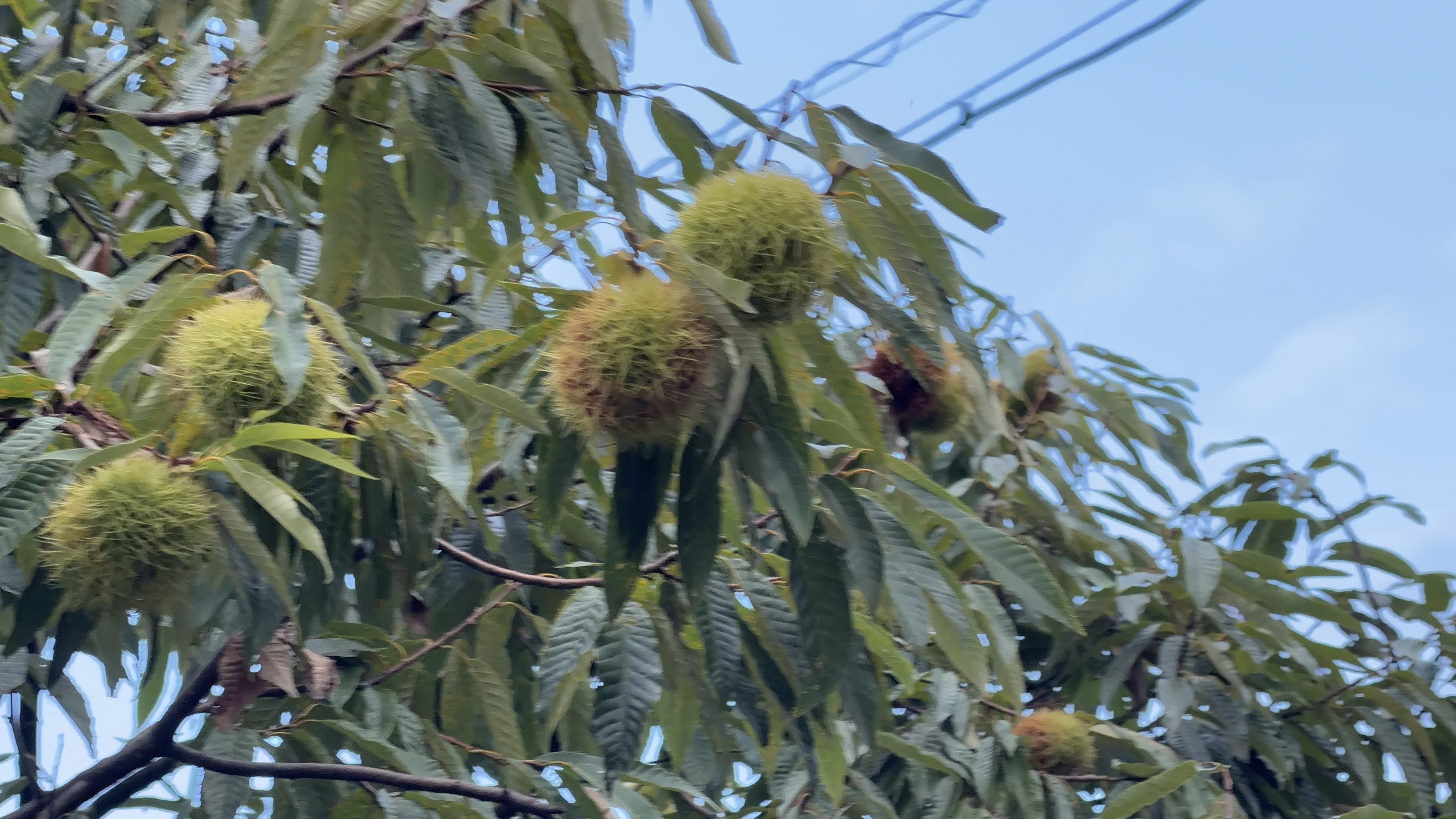 電線を背景に、木になったイガ栗が数個。緑からうっすら茶色く色づき始めている