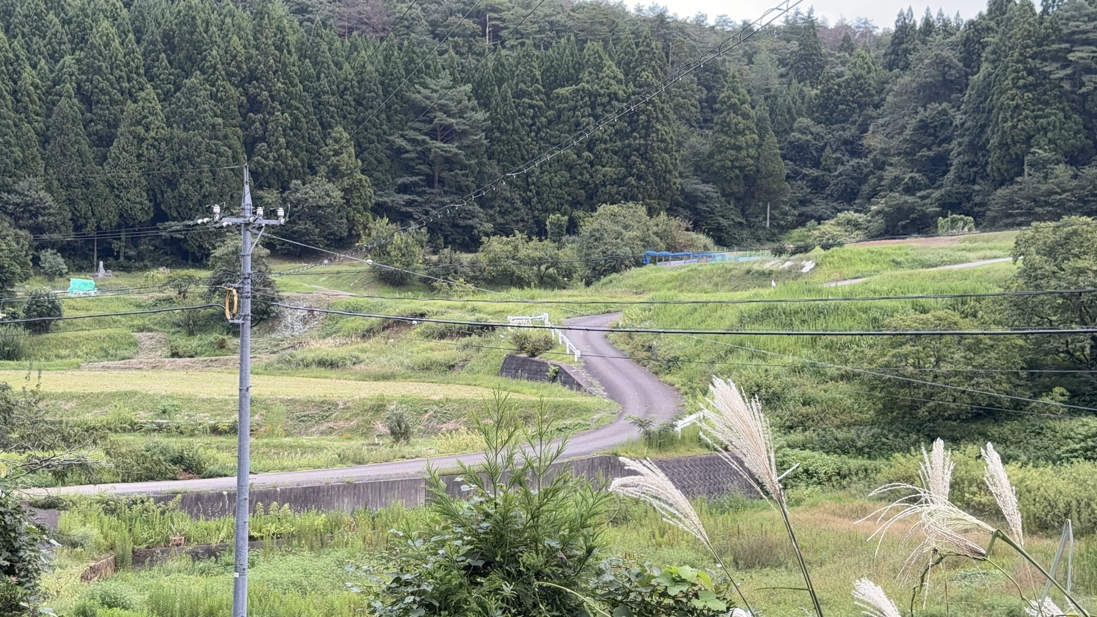 谷あいをカーブしながら伸びる舗装路、両側に棚田が広がり、奥は杉林の山