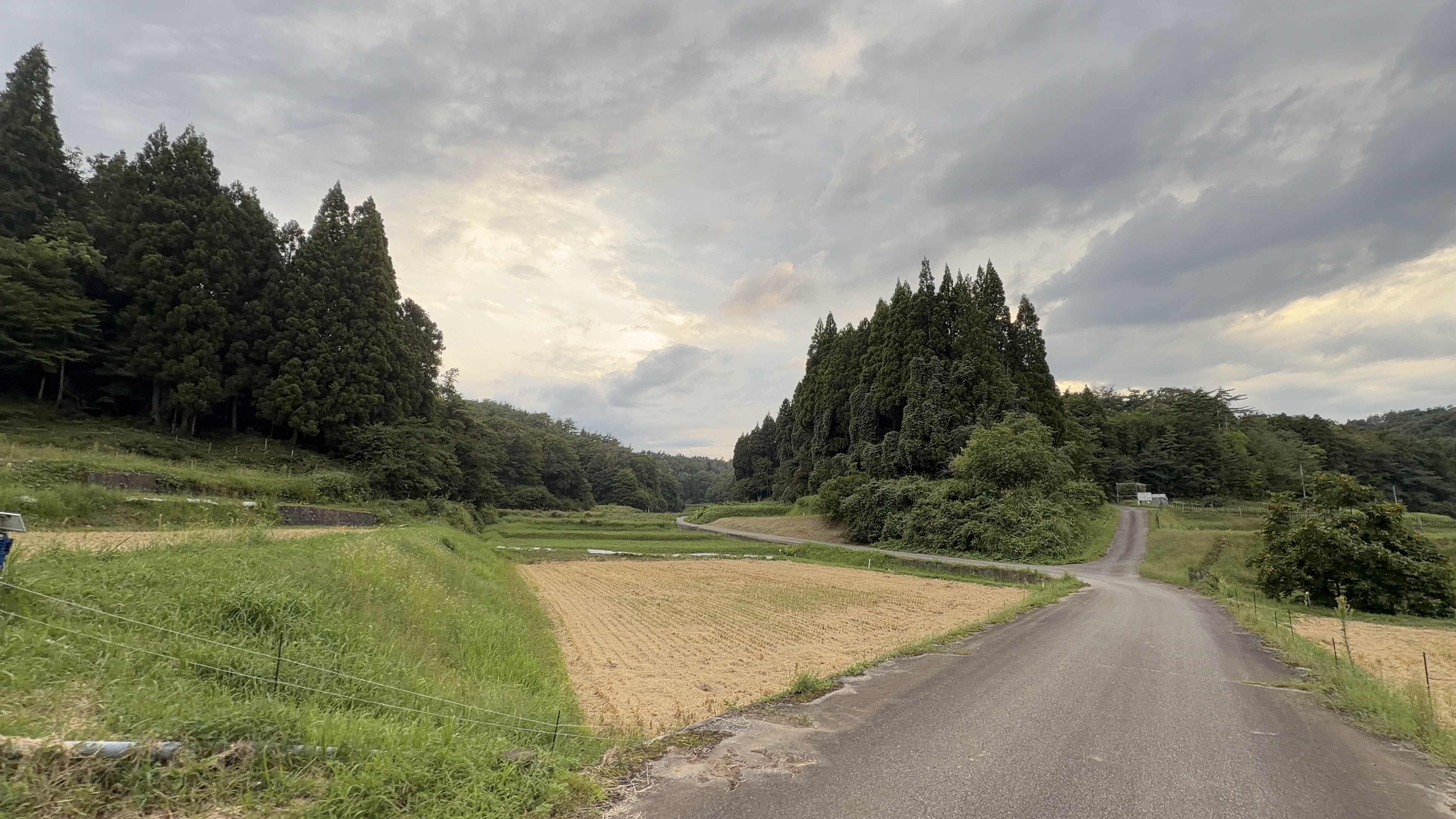 夕暮れの空の下、杉林に挟まれた舗装路が奥へ続いている