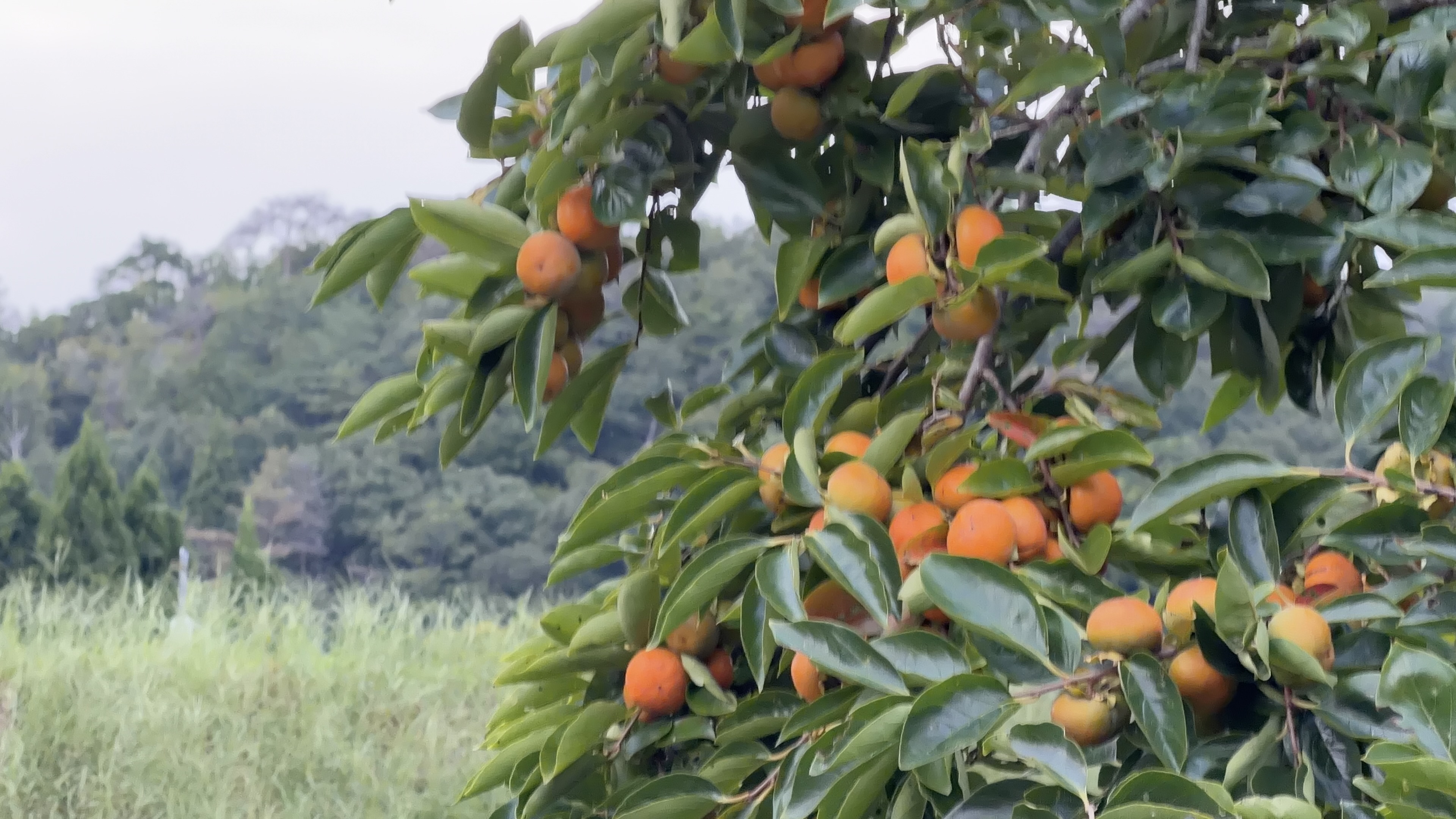 たくさんのオレンジ色の柿が実った枝、奥に山の緑と曇り空
