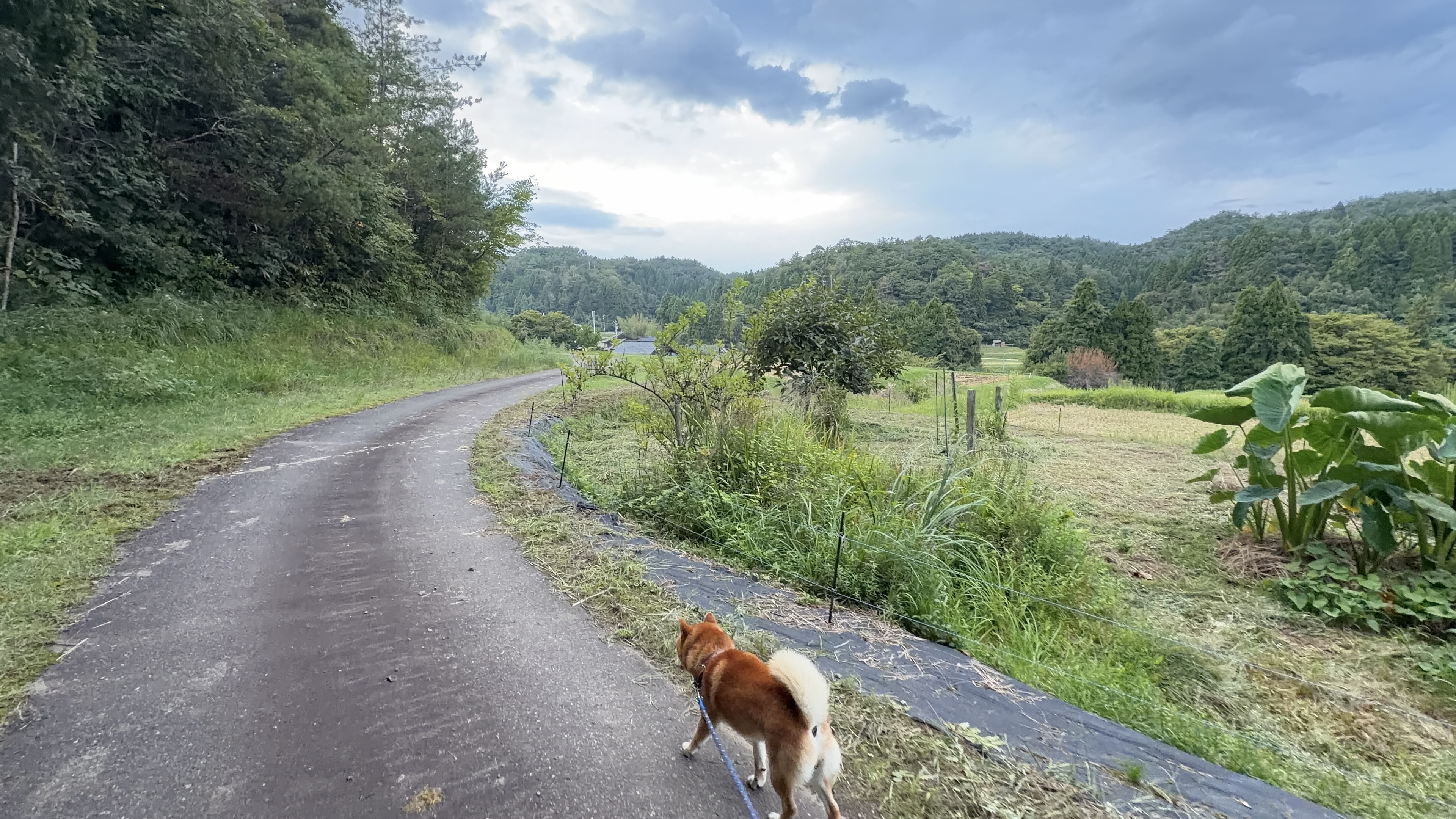 夕暮れの舗装路を歩くたろーさんの後ろ姿、両脇に田んぼ、奥に集落と山