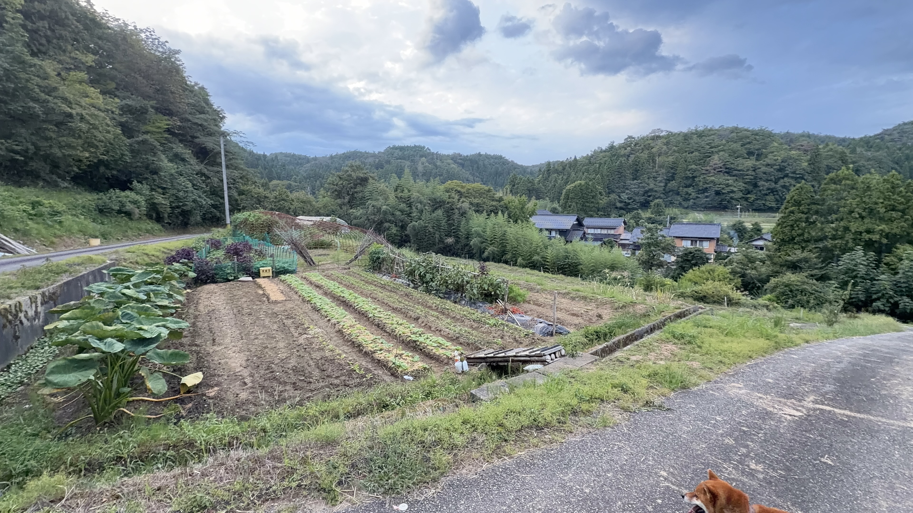 夕方の家庭菜園、里芋や野菜の畝が並び、奥に瓦屋根の集落と山