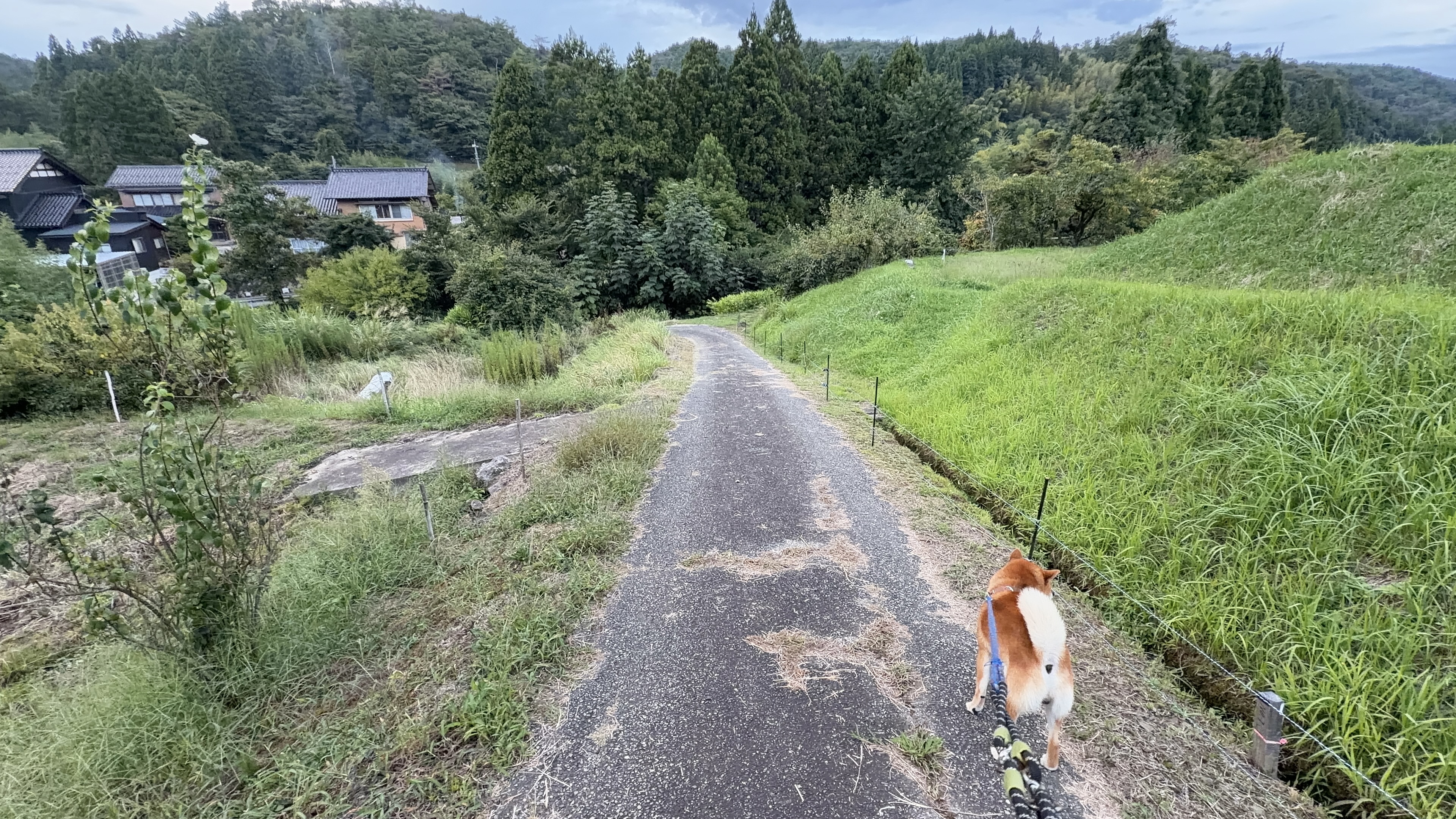舗装路を歩くたろーさんの後ろ姿、右手に田んぼ、左手奥に古い家並み