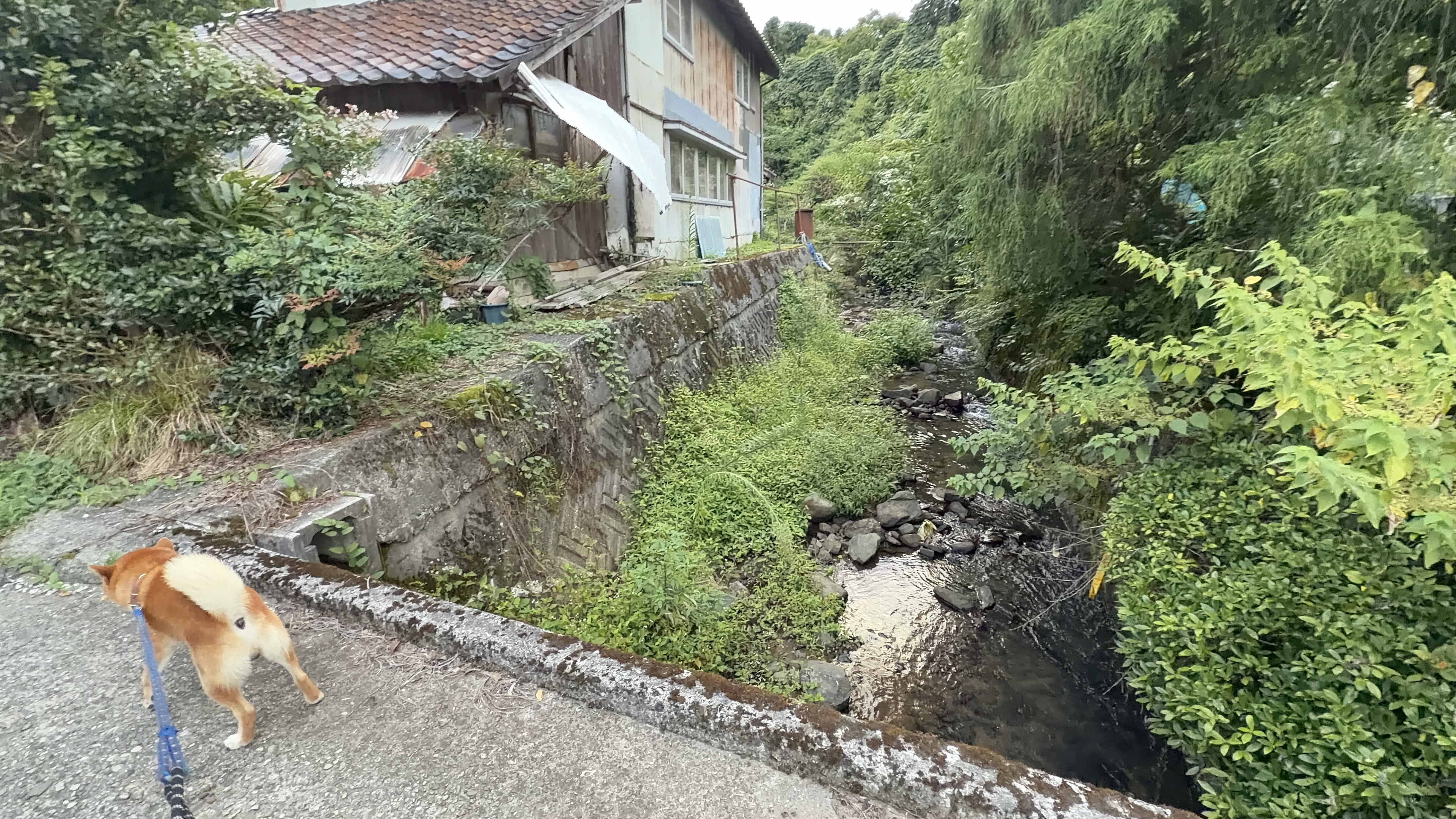 古い木造家屋の脇を歩くたろーさん、右手に水路と生い茂る木々、夕方の柔らかい光