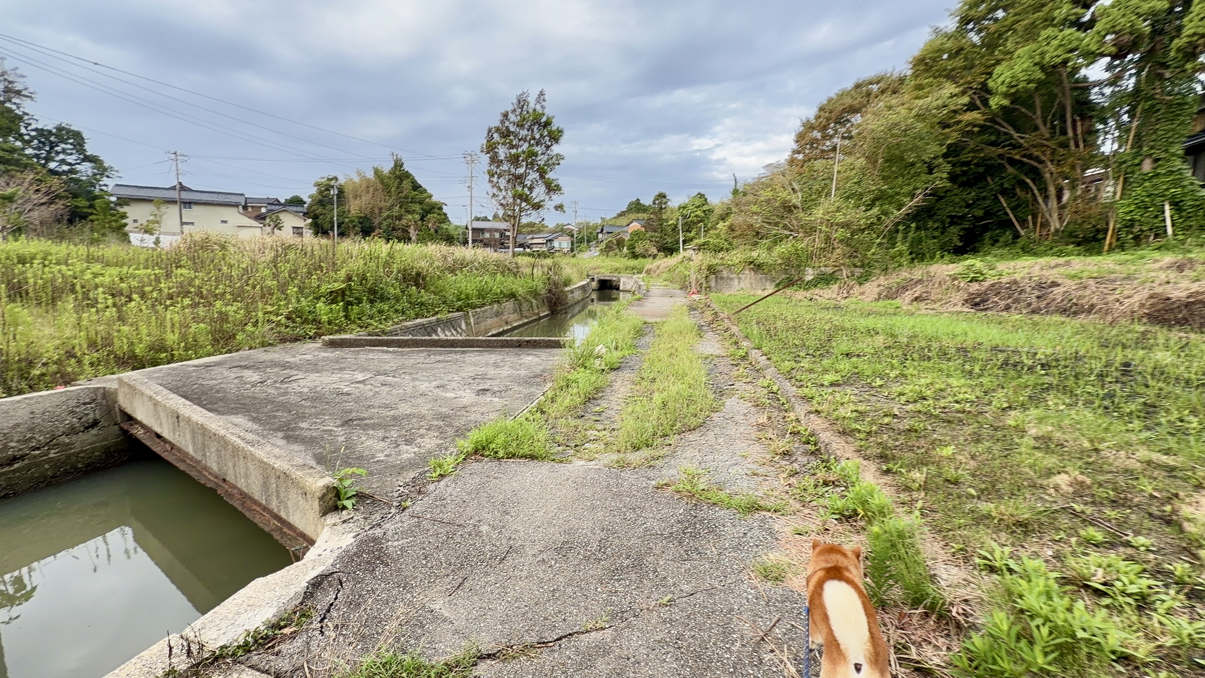 コンクリートの水路沿いの道を、後ろ姿で歩いていくたろーさん。奥に集落の家並み
