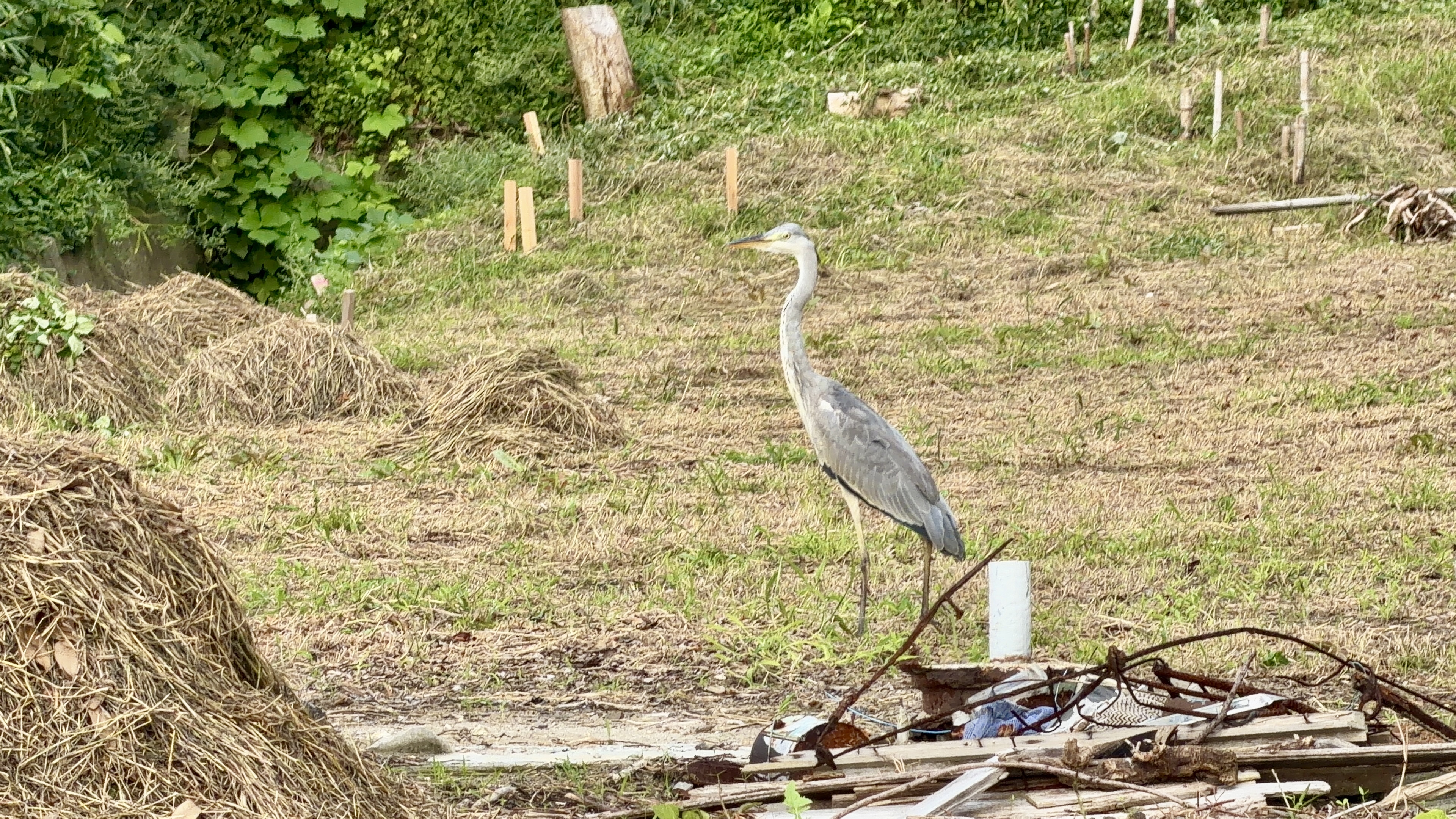 草地に立つ一羽のアオサギ。周りには流木や瓦礫らしきものも見える