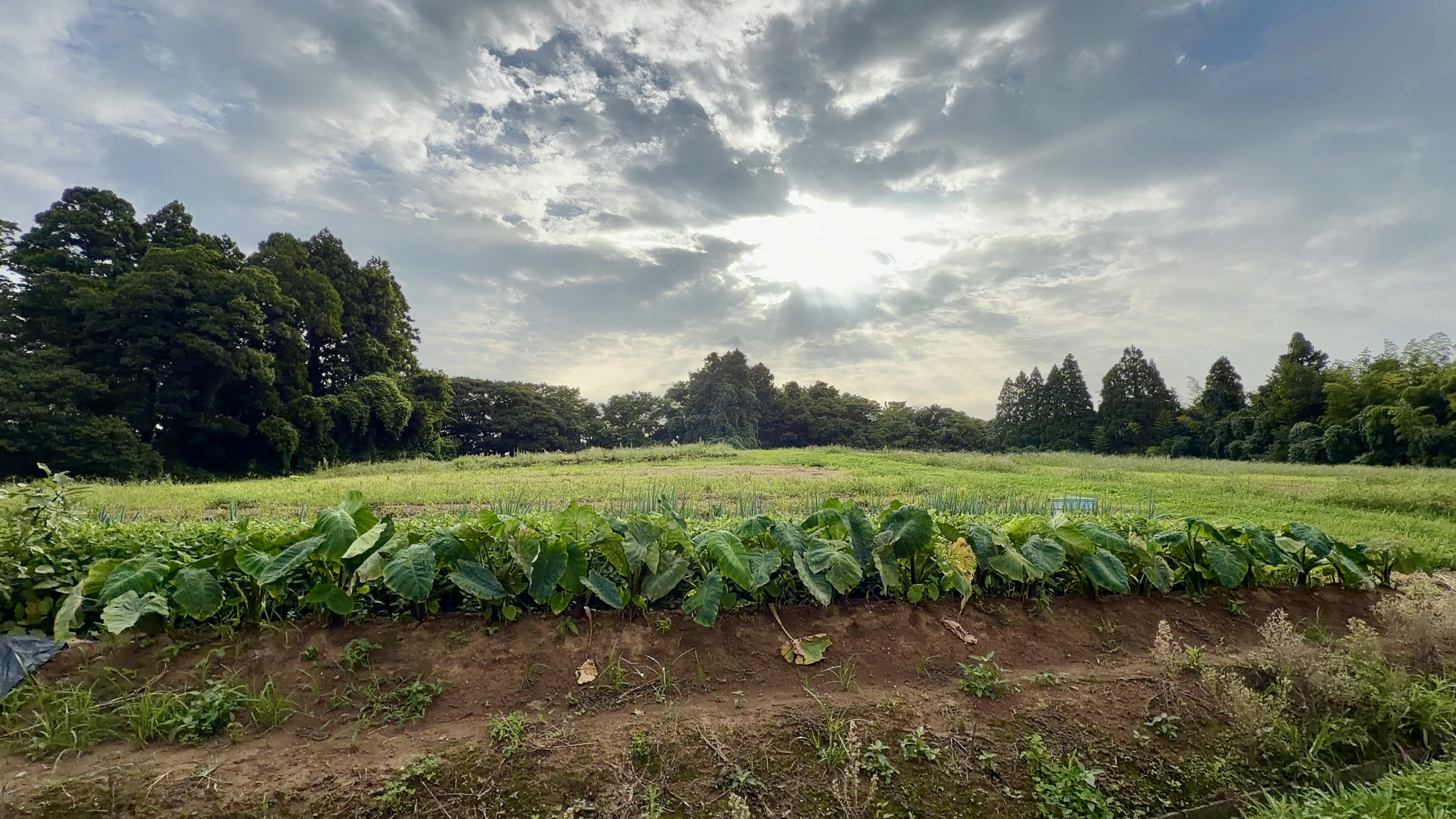 里芋の葉が並ぶ畑のあぜ道。奥には広く続く草地と木立