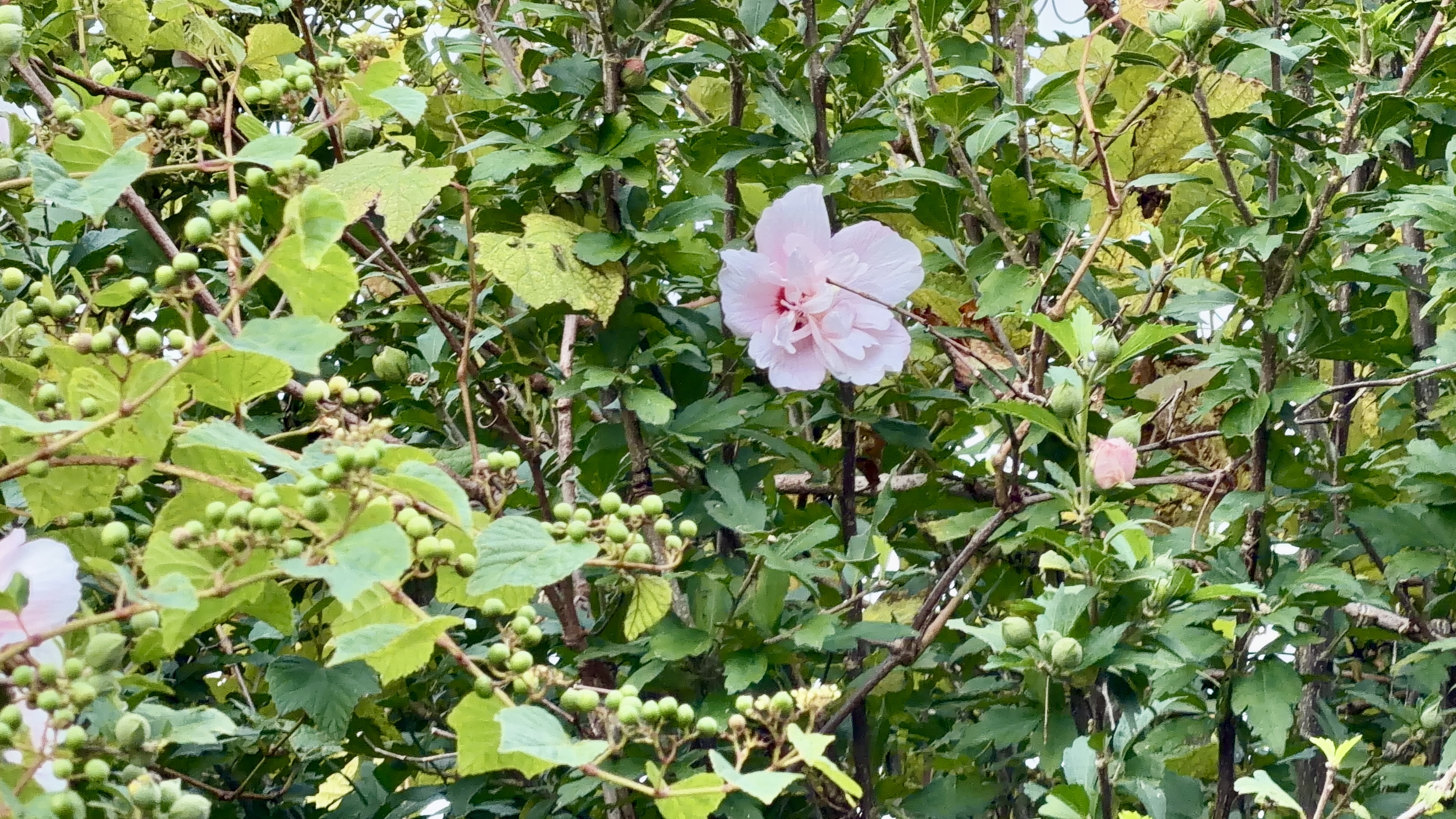白とピンクが混ざり合った酔芙蓉の花のクローズアップ