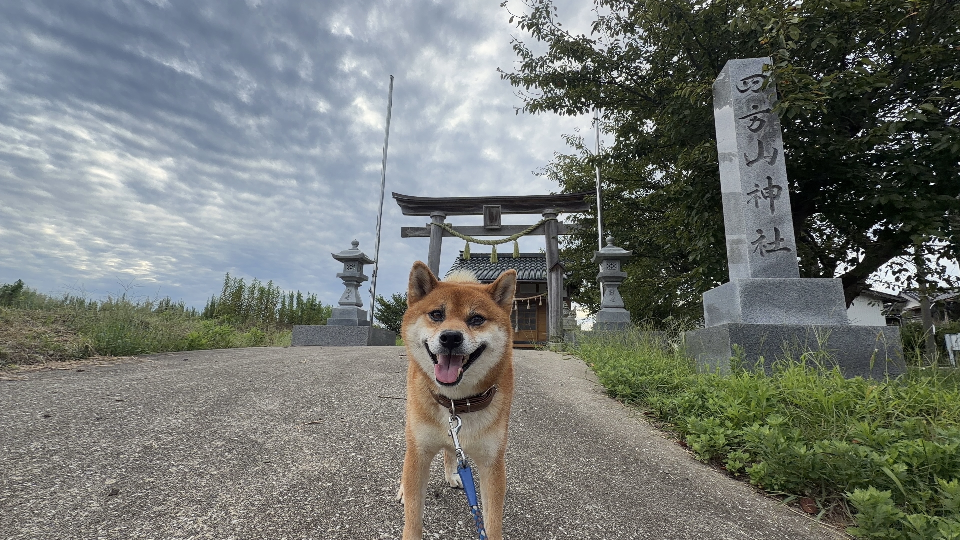 四方山神社の鳥居前で、しっぽを立てて笑顔で見つめるたろーさん。曇り空の下、狛犬と灯籠が並ぶ参道