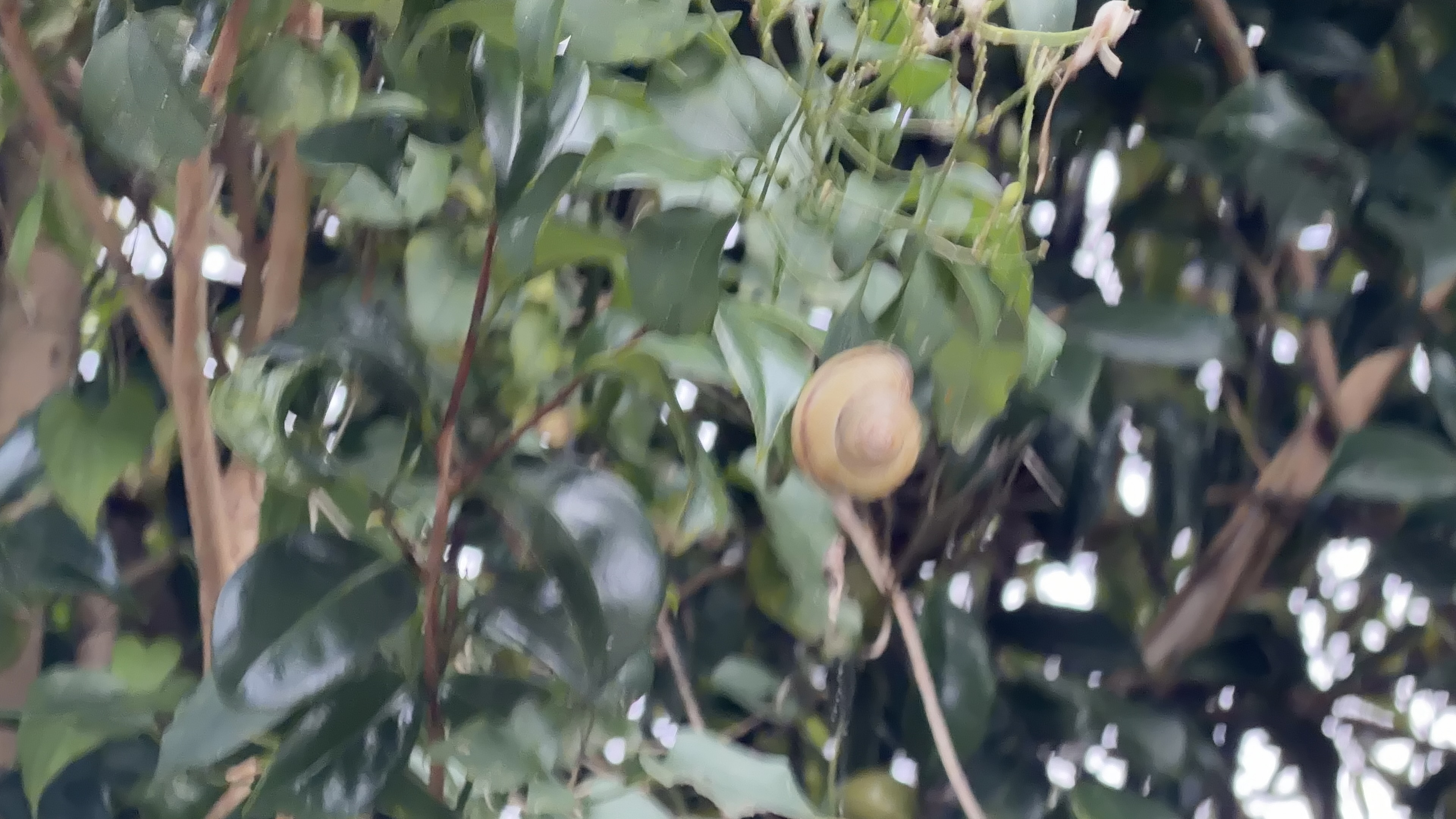 木の葉に絡まるツタの中、巻貝のような殻が一つ見える、ピントはぼやけている