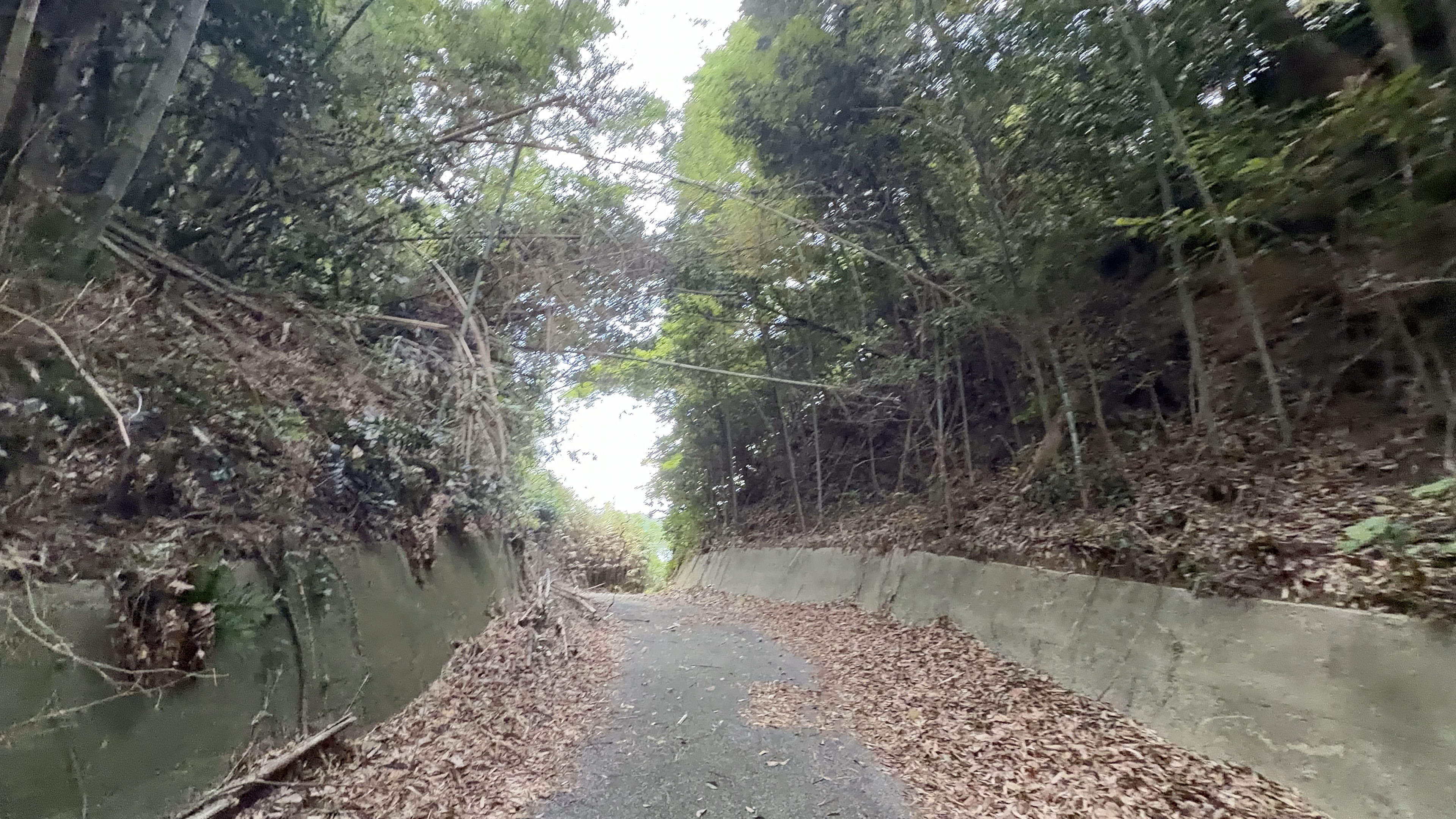 落ち葉が積もった竹林の坂道、両側をコンクリート擁壁に挟まれ、奥に光が差す