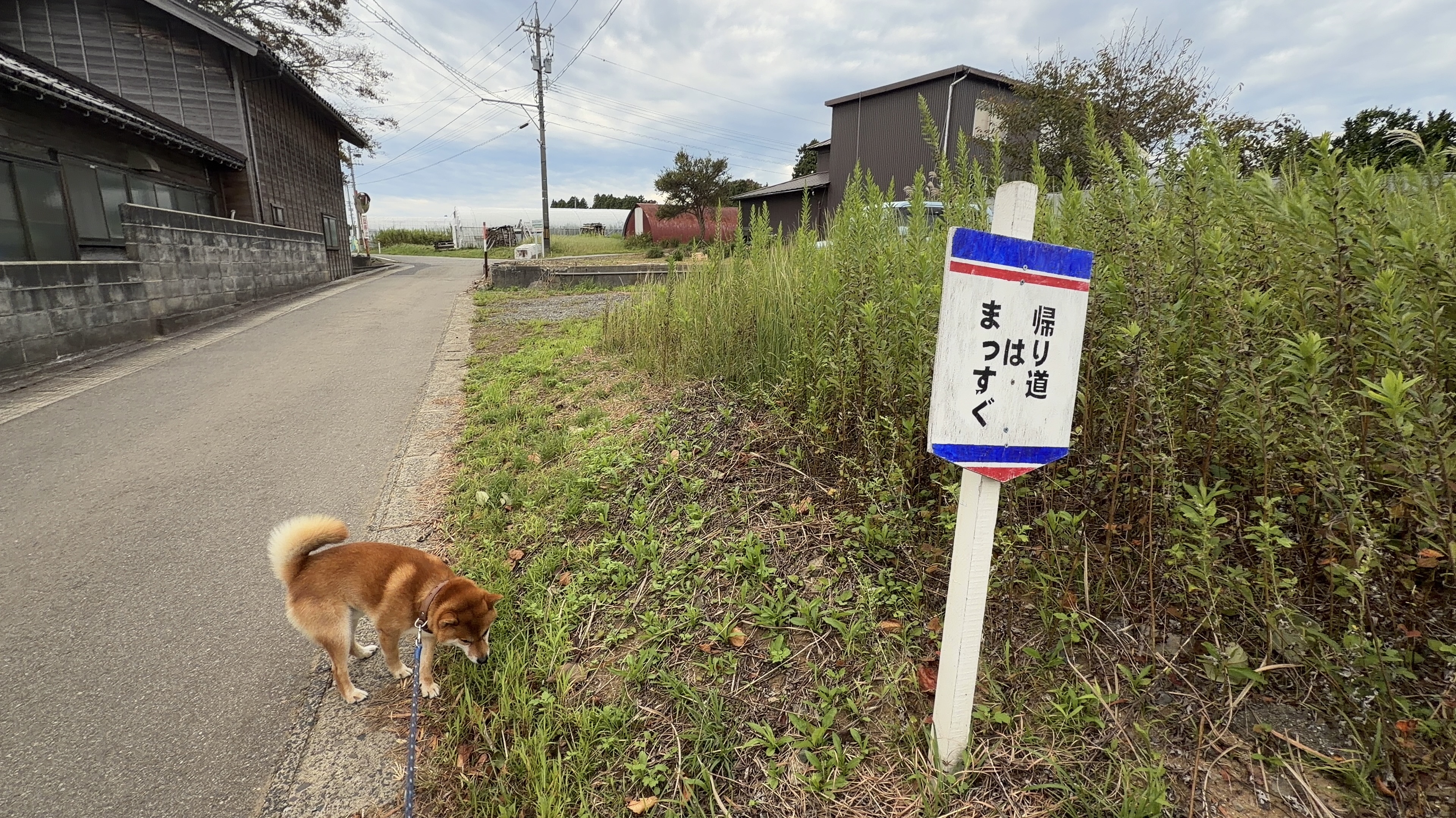 「帰り道はまっすぐ」と書かれた案内看板の脇で、匂いを嗅ぐたろーさん