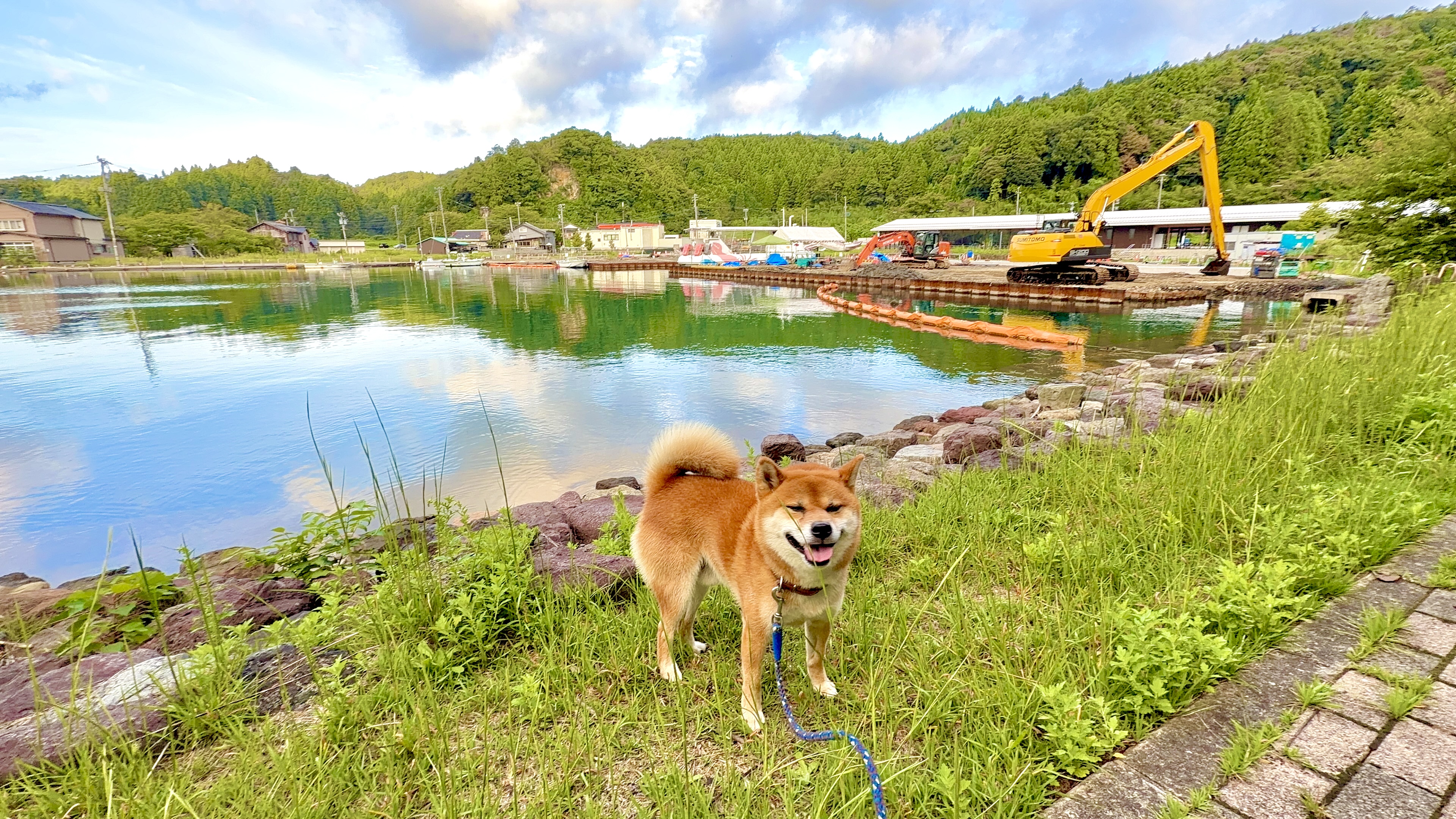 朝の九十九湾、工事現場を背にこちらを向いてしっぽを立てるたろーさん。奥にはオイルフェンスの張られた湾と重機